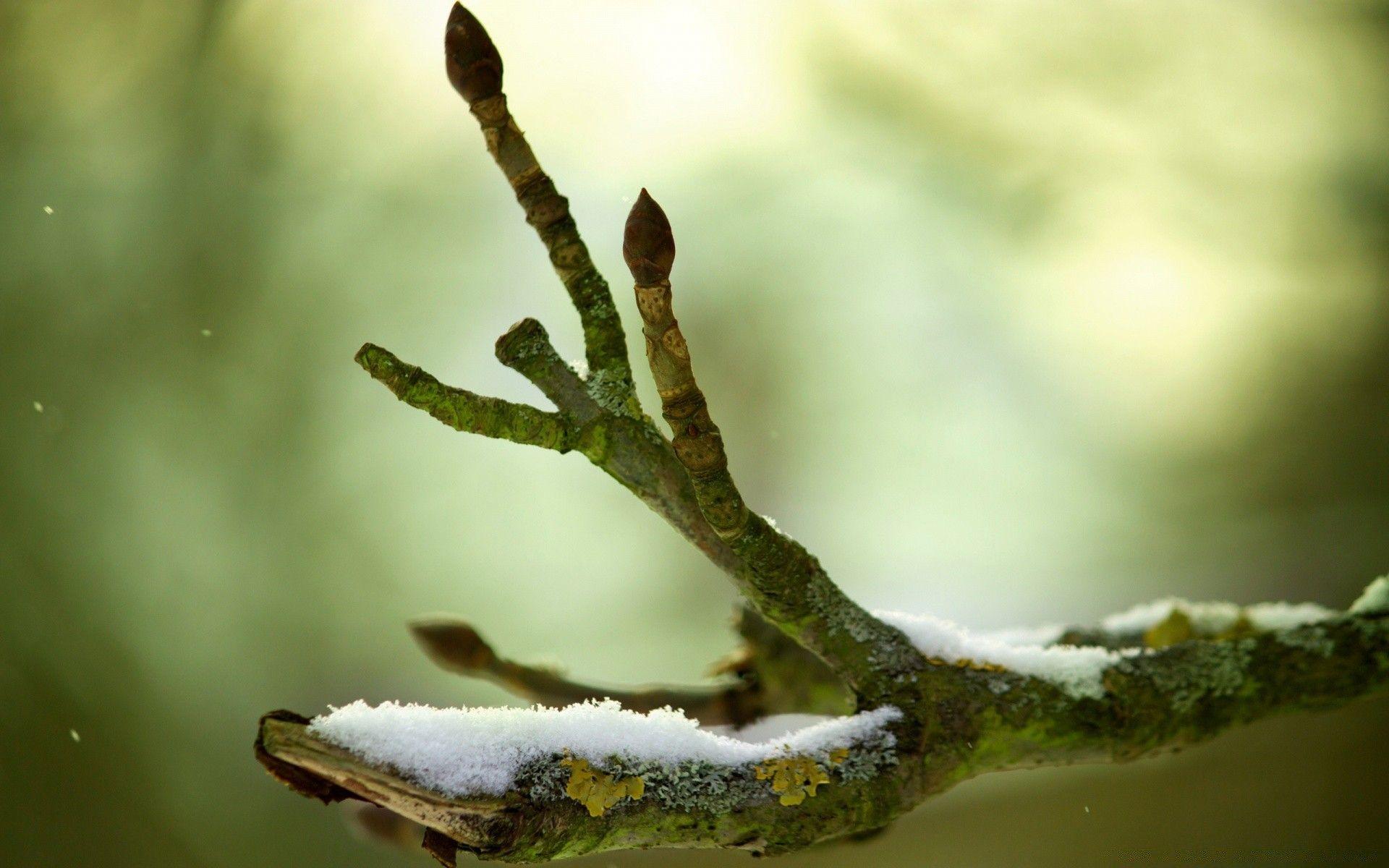 1920x1200 Tree Branch, Winter