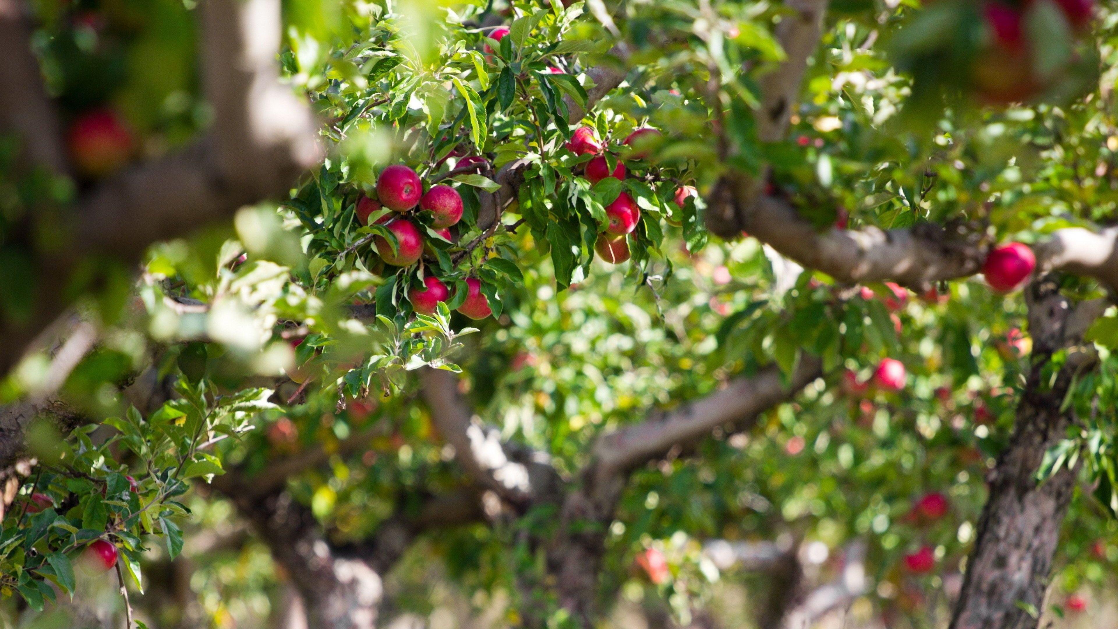 3840x2160 Wallpaper Apple, Apples, Tree, Branches Tree Full HD
