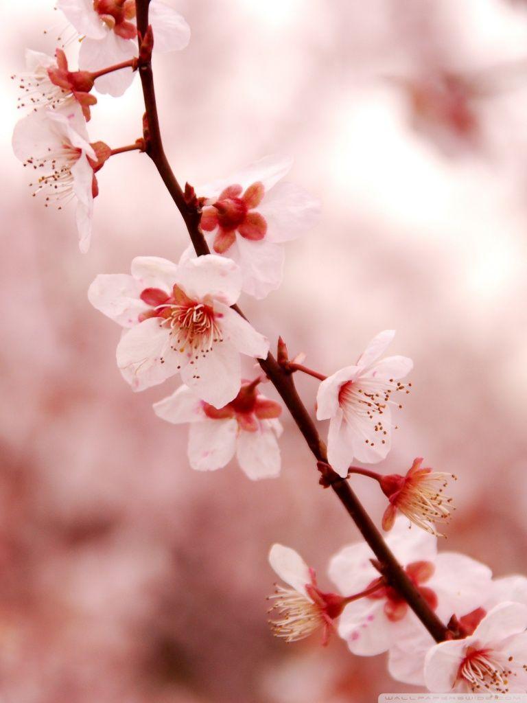 768x1024 Cherry Blossom Wallpaper Apps Games on