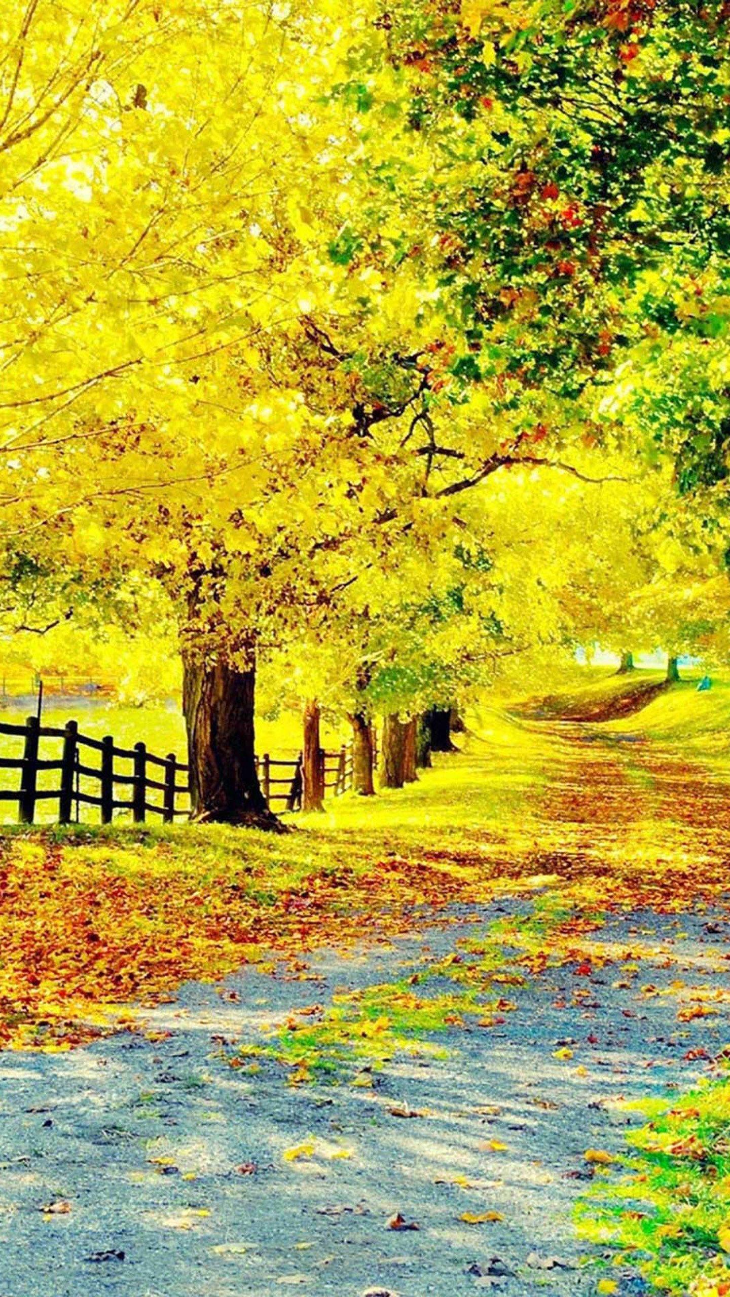1440x2560 Background HD Wallpaper