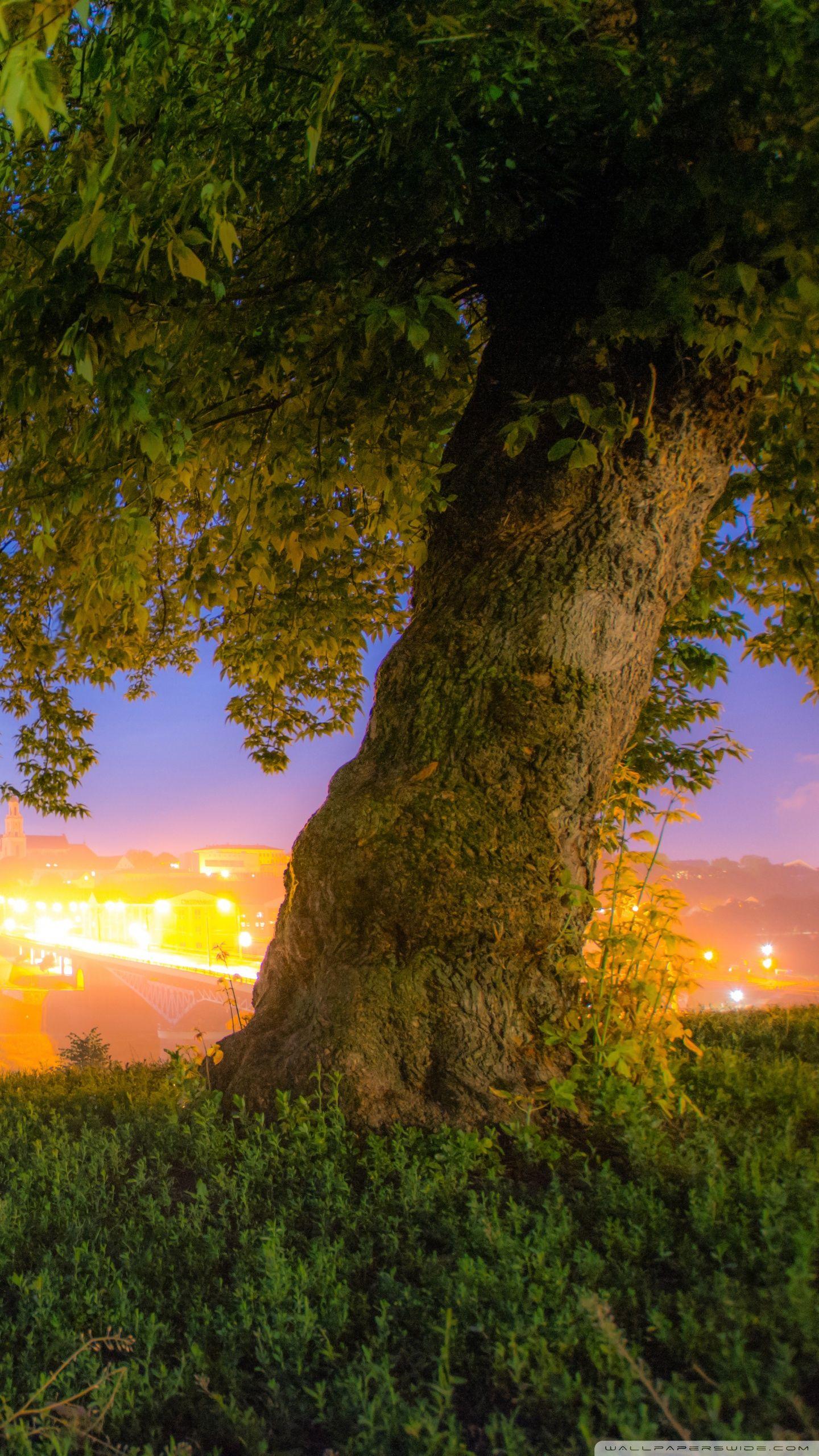 1440x2560 Nature In City Ultra HD Desktop Background Wallpaper for 4K UHD TV