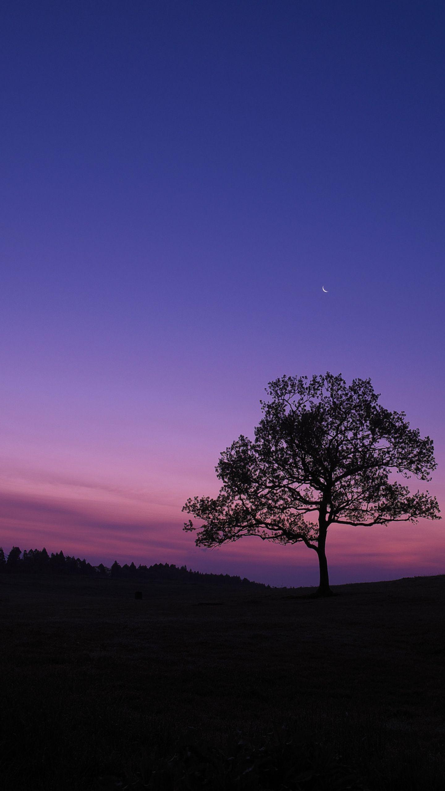 1440x2560 Dark Sky Tree Purple Sky Nature Samsung Galaxy S S7
