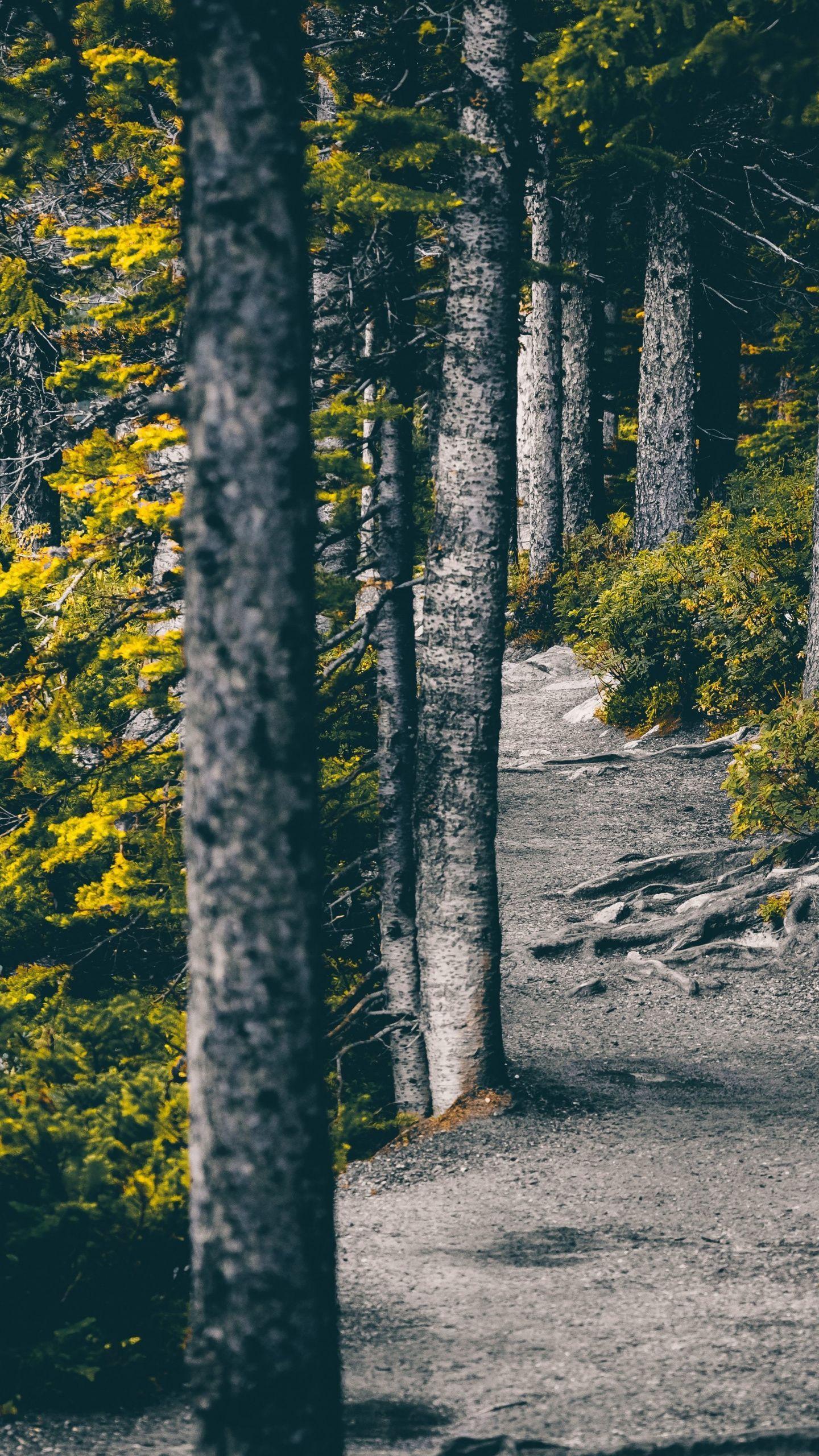 1440x2560 Garden, pathway, tree, nature wallpaper