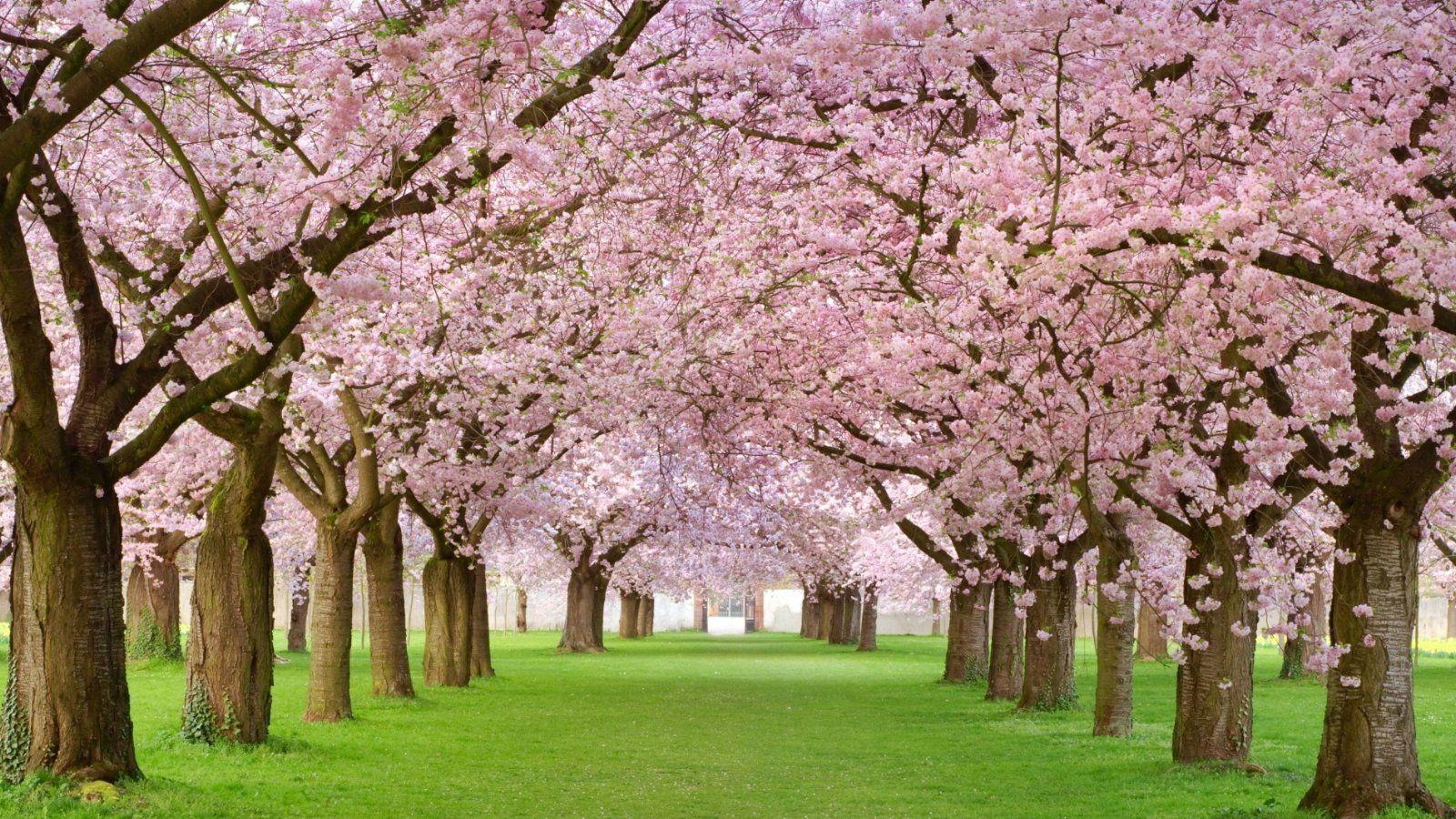 1600x900 japanese cherry blossoms wallpaper
