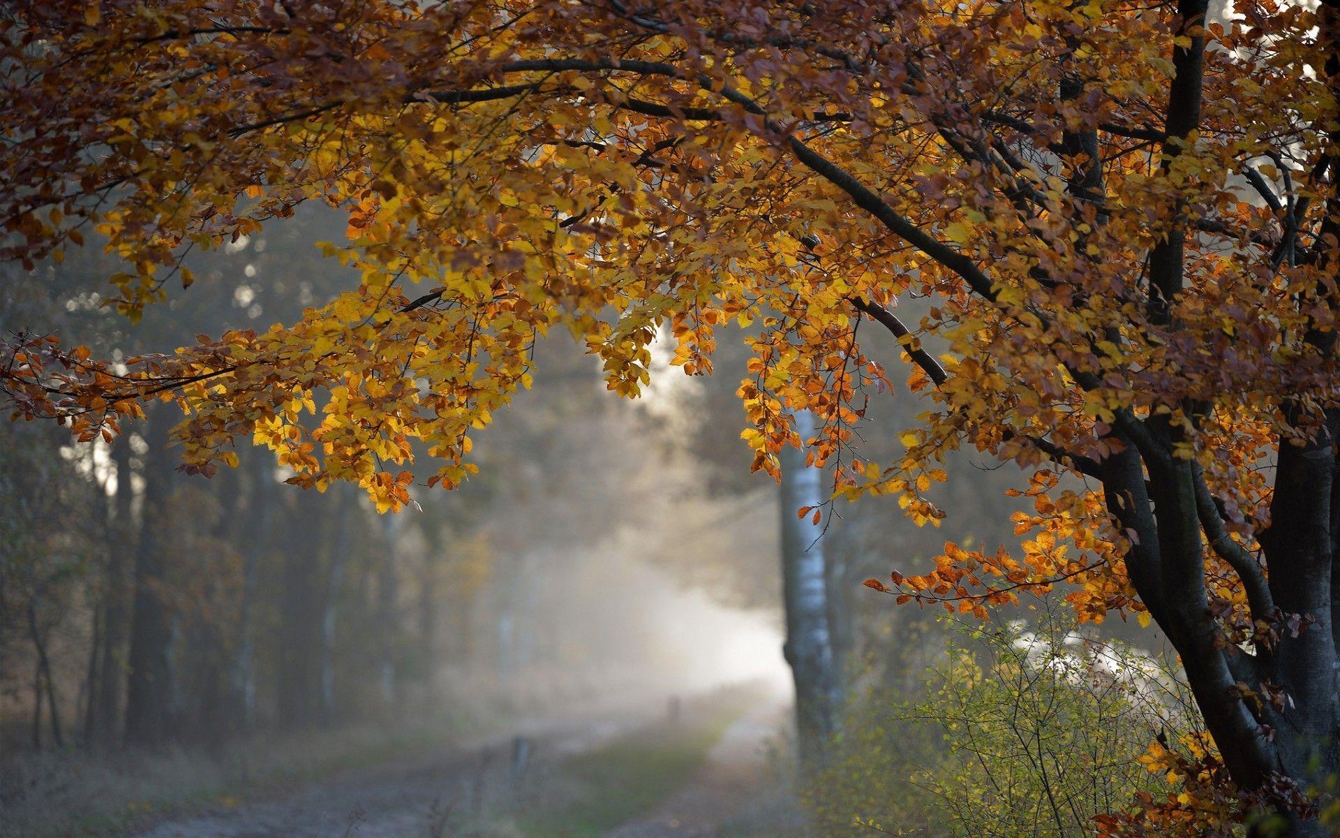 Rainy Autumn Wallpapers - Top Free Rainy Autumn Backgrounds ...