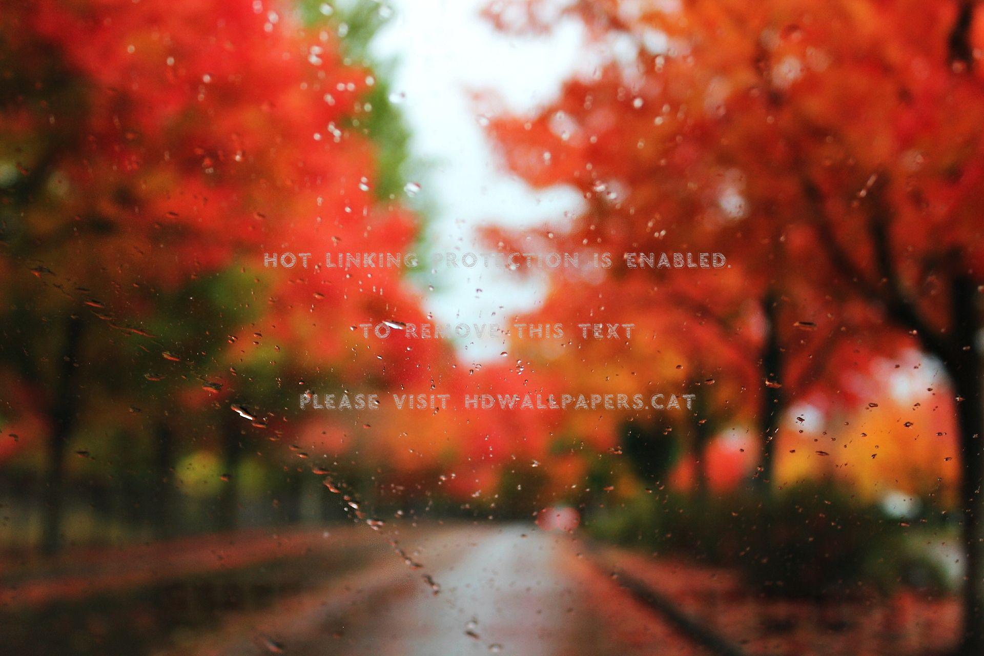 1920x1280 autumn rain lovely rainy fall leaves trees