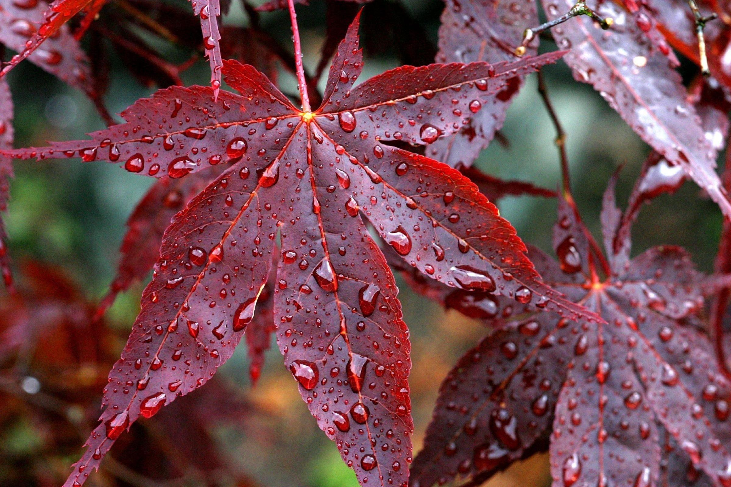 2400x1600 Drops rain veins red autumn leaves wallpaperx1600
