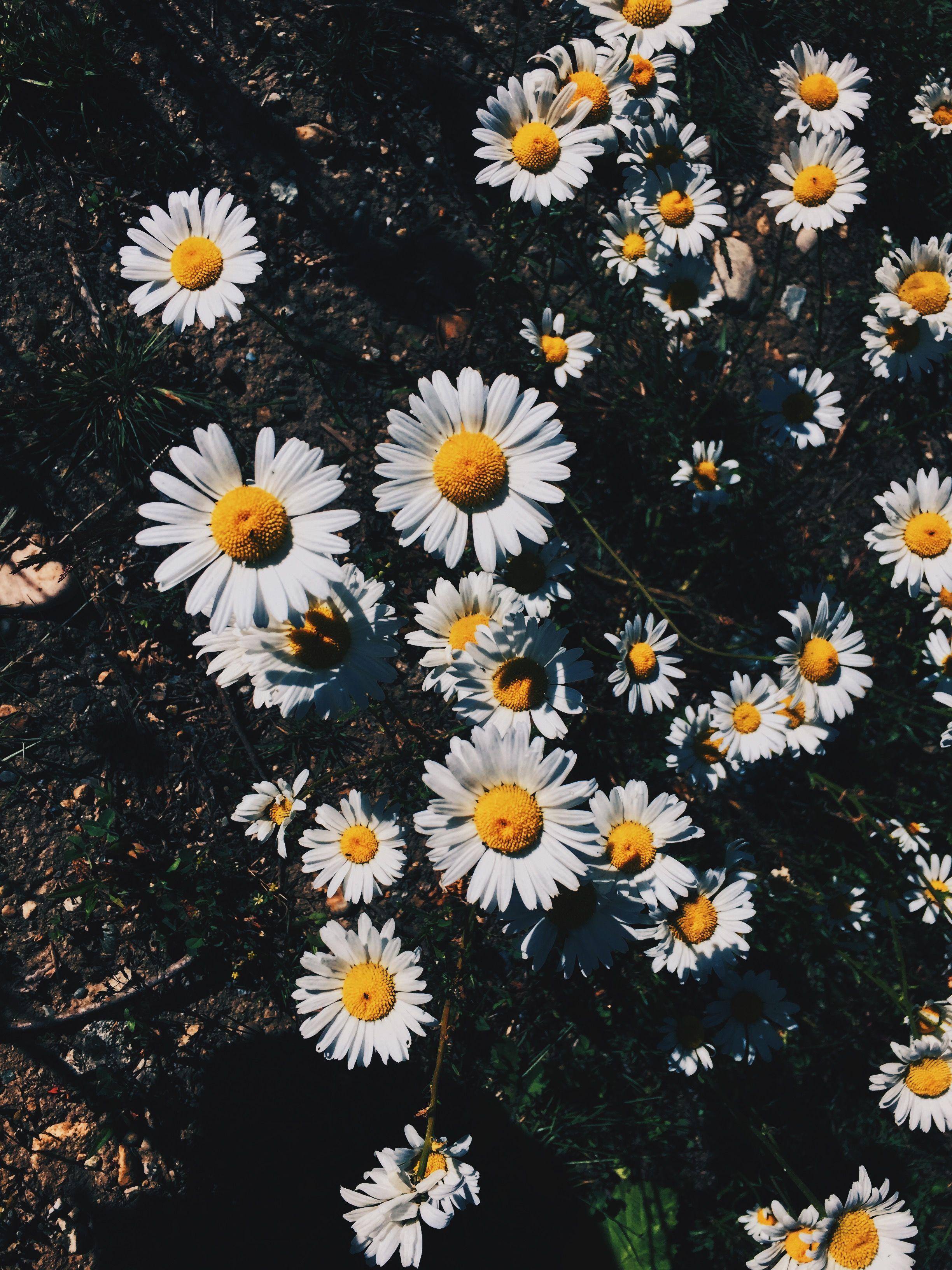 Aesthetic Daisy Wallpapers - Top Free Aesthetic Daisy Backgrounds