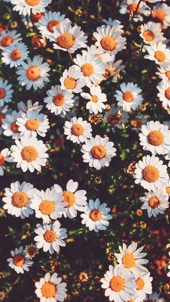 vintage daisies background