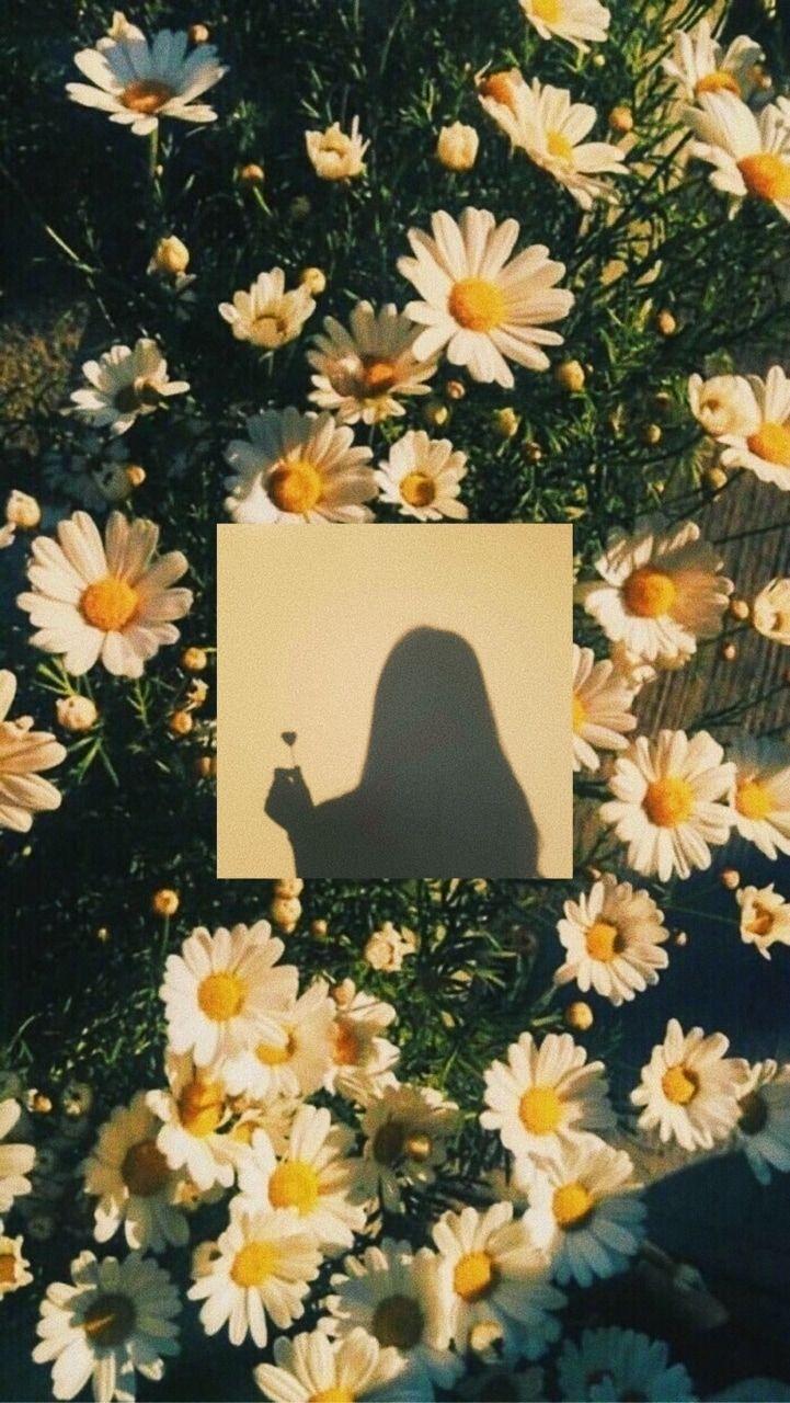 721x1280 sunshine shared by ☄️