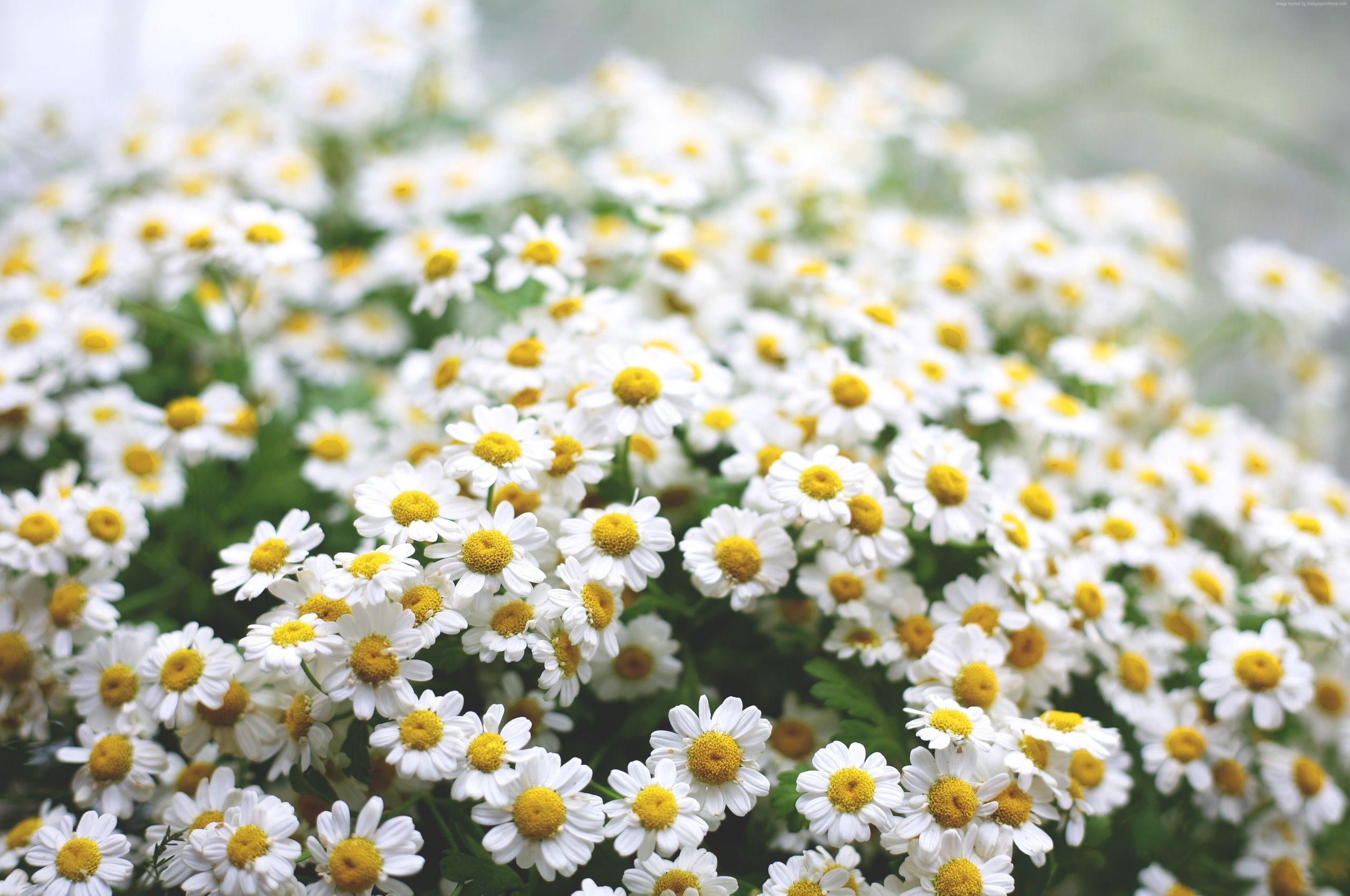 2560x1700 Free download Daisies Wallpaper OS Android Daisies flowers spring