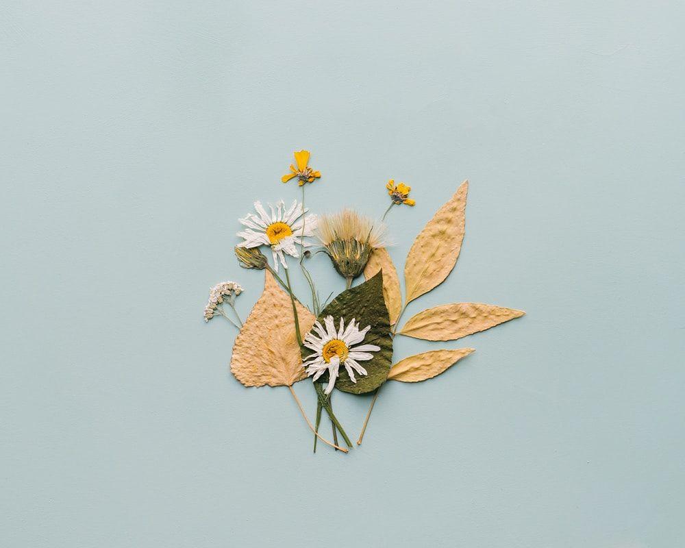 1000x800 white and yellow daisy flowers handmade card photo