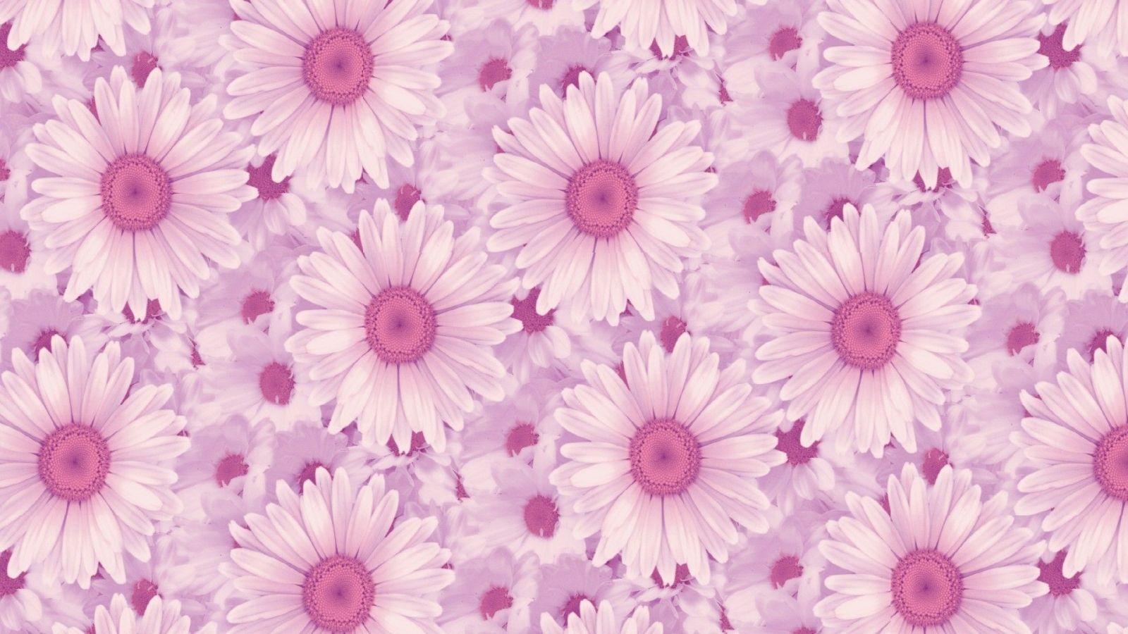 1600x900 Free download Related Picture Daisies Background Wallpaper
