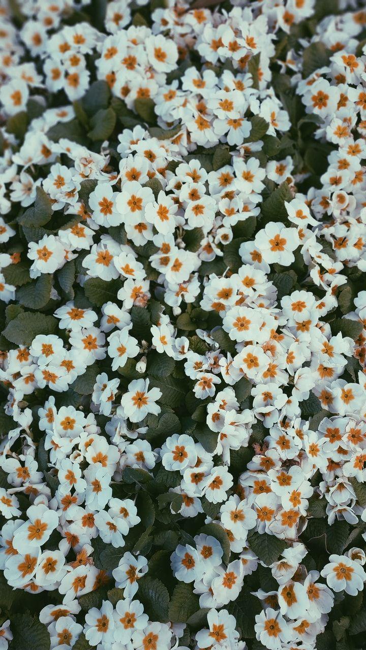 Aesthetic Daisy Wallpapers - Top Free Aesthetic Daisy Backgrounds