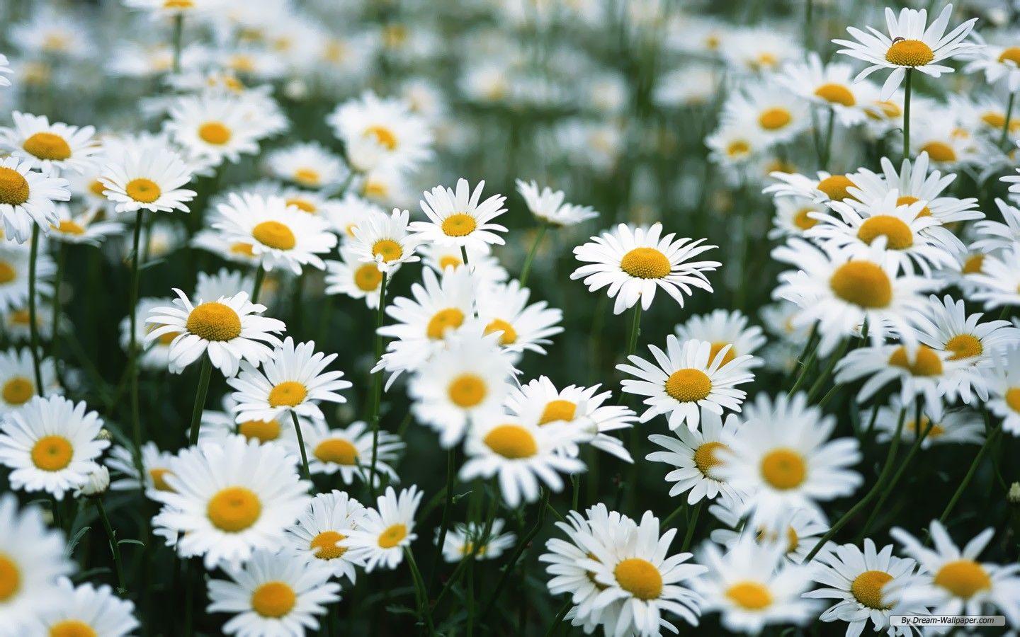 1440x900 Daisies Desktop Background. Beautiful