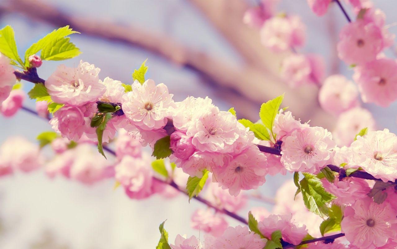 1280x804 Japanese Cherry Blossom wallpaper. Japanese Cherry Blossom stock