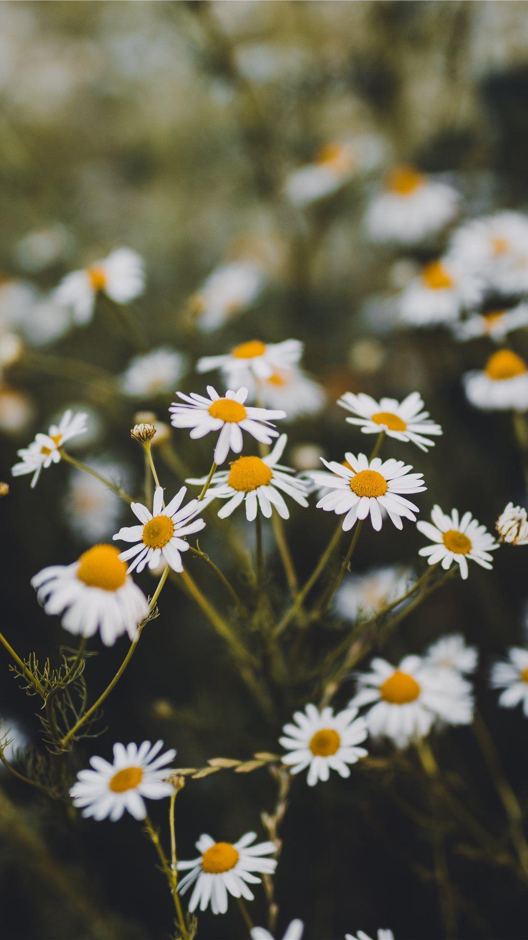 Aesthetic Daisy Wallpapers - Top Free Aesthetic Daisy Backgrounds - WallpaperAccess