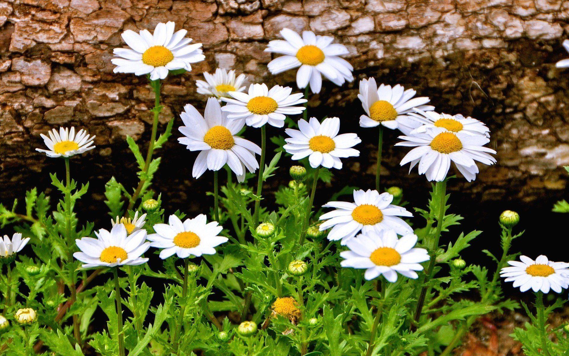 Aesthetic Daisy Wallpapers - Top Free Aesthetic Daisy Backgrounds