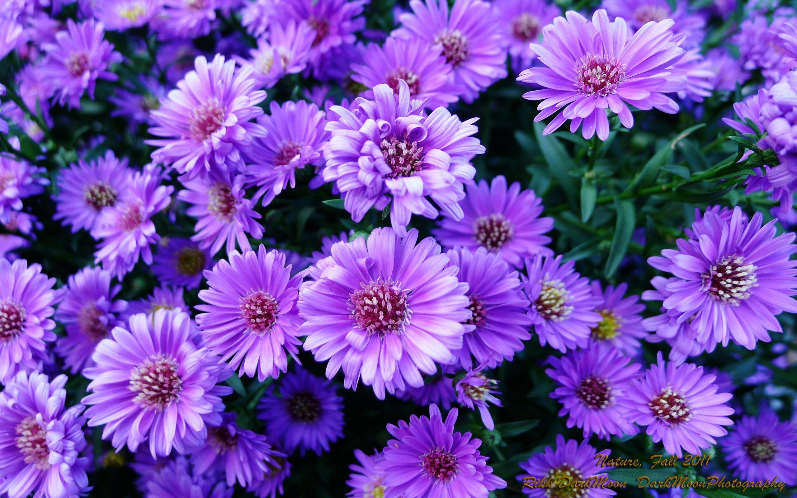 2560x1600 Aesthetic Floral Computer Wallpaper