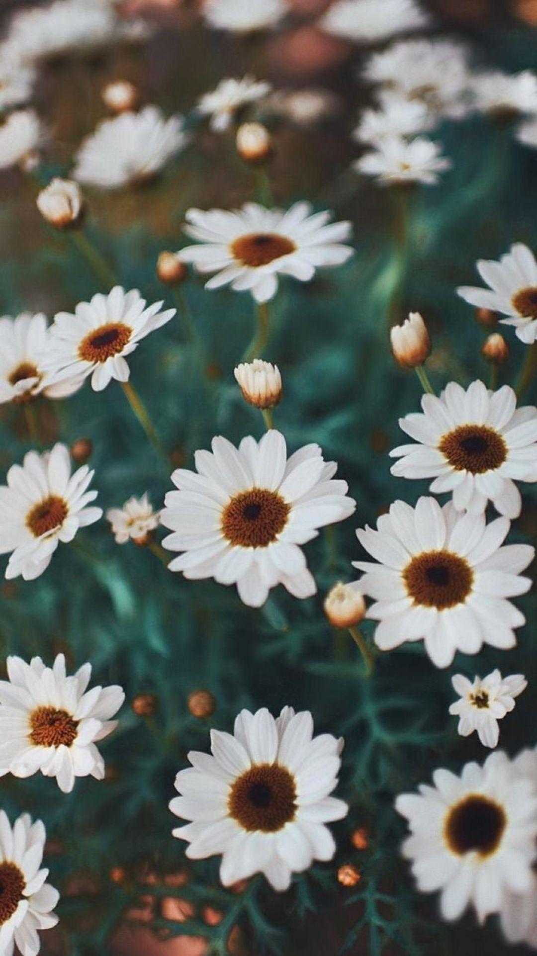 1080x1923 Flower Aesthetic, iPhone, Desktop HD