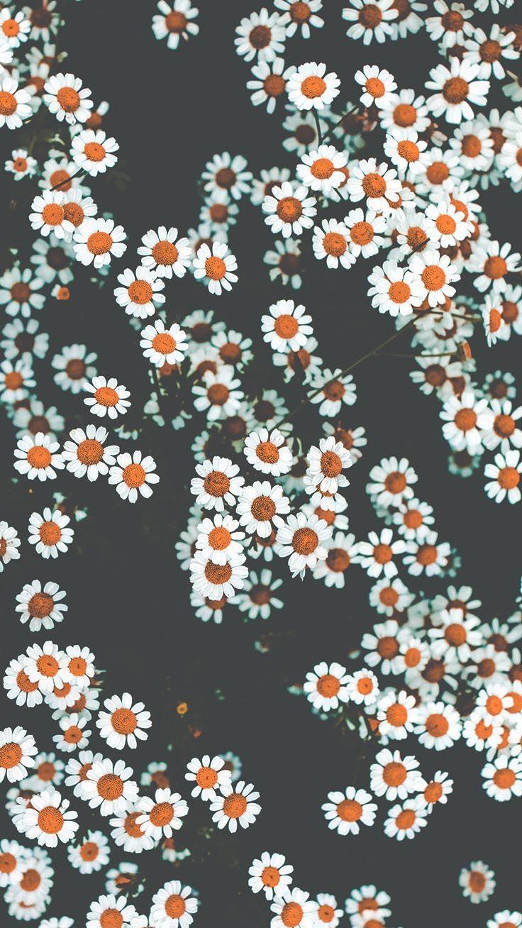 Vintage Daisy Wallpapers Top Free Vintage Daisy Backgrounds