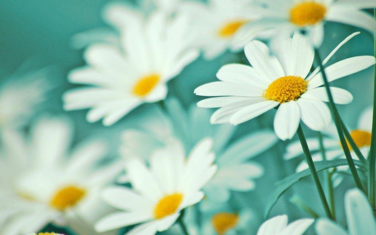 Vintage Daisy Wallpapers - Top Free Vintage Daisy Backgrounds