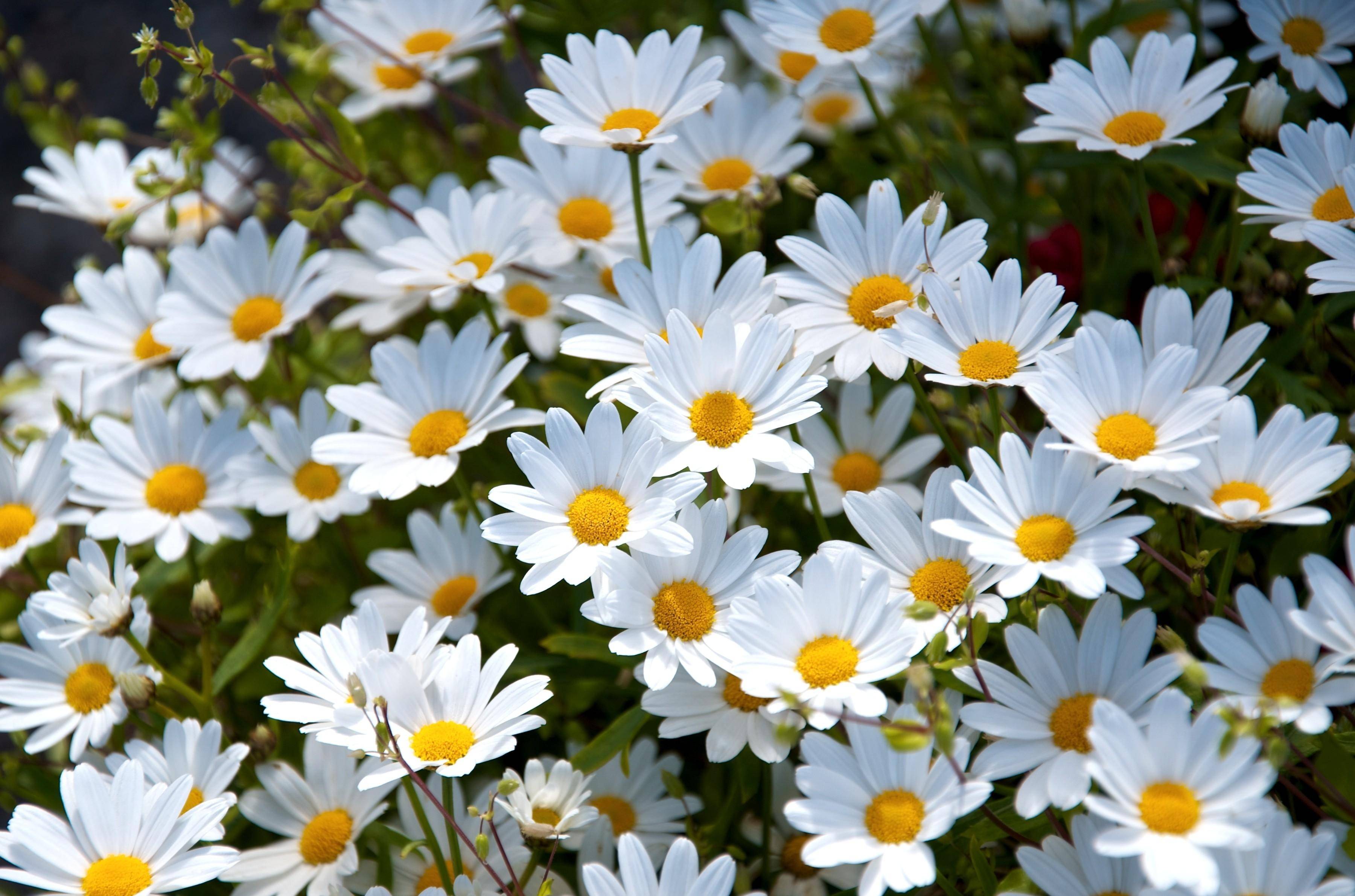 3600x2380 Daisy Wallpaper