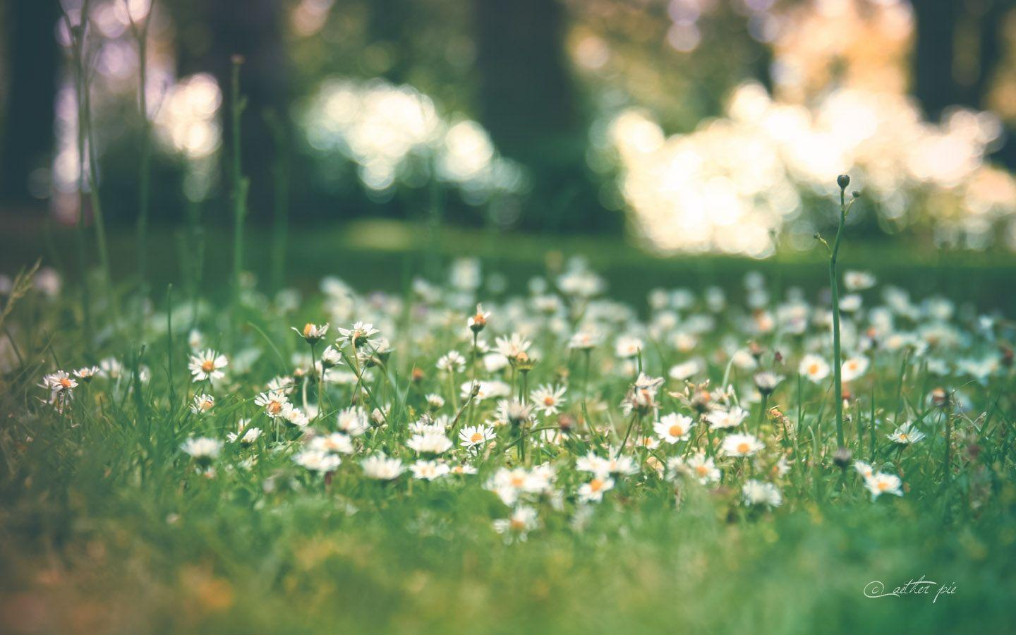 1440x900 Daisy Field Desktop Background. Field