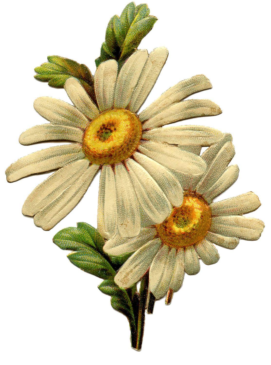 1113x1500 Daisy Image! Graphics Fairy