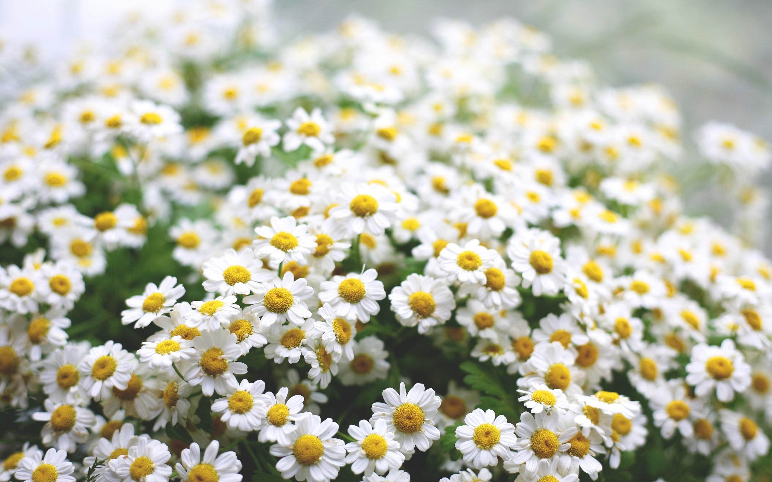 2560x1600 Daisy Wallpaper HD