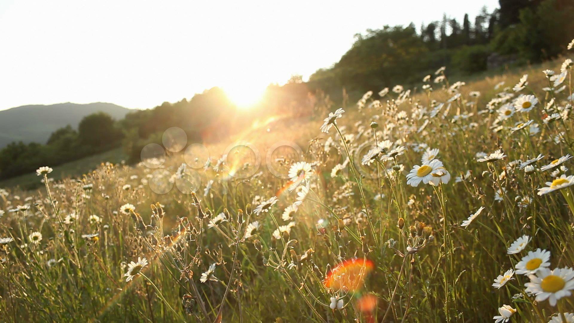 1920x1080 Vintage Field Wallpaper. Daisy Field At Sunset Stock Video
