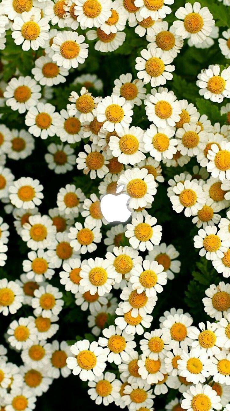 Vintage Daisy Wallpapers Top Free Vintage Daisy Backgrounds