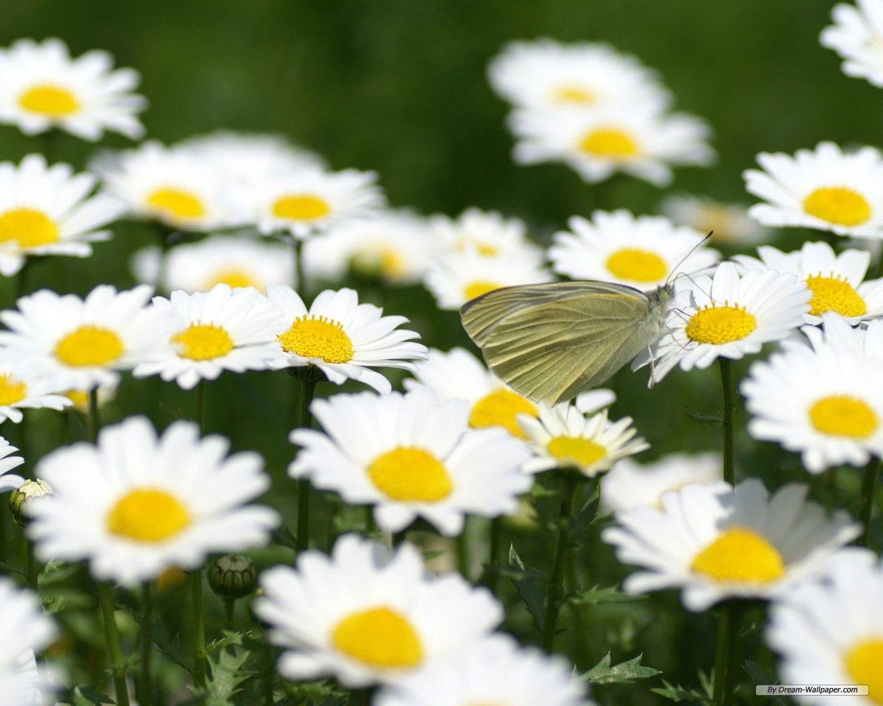 1280x1024 Daisy Wallpaper for Desktop