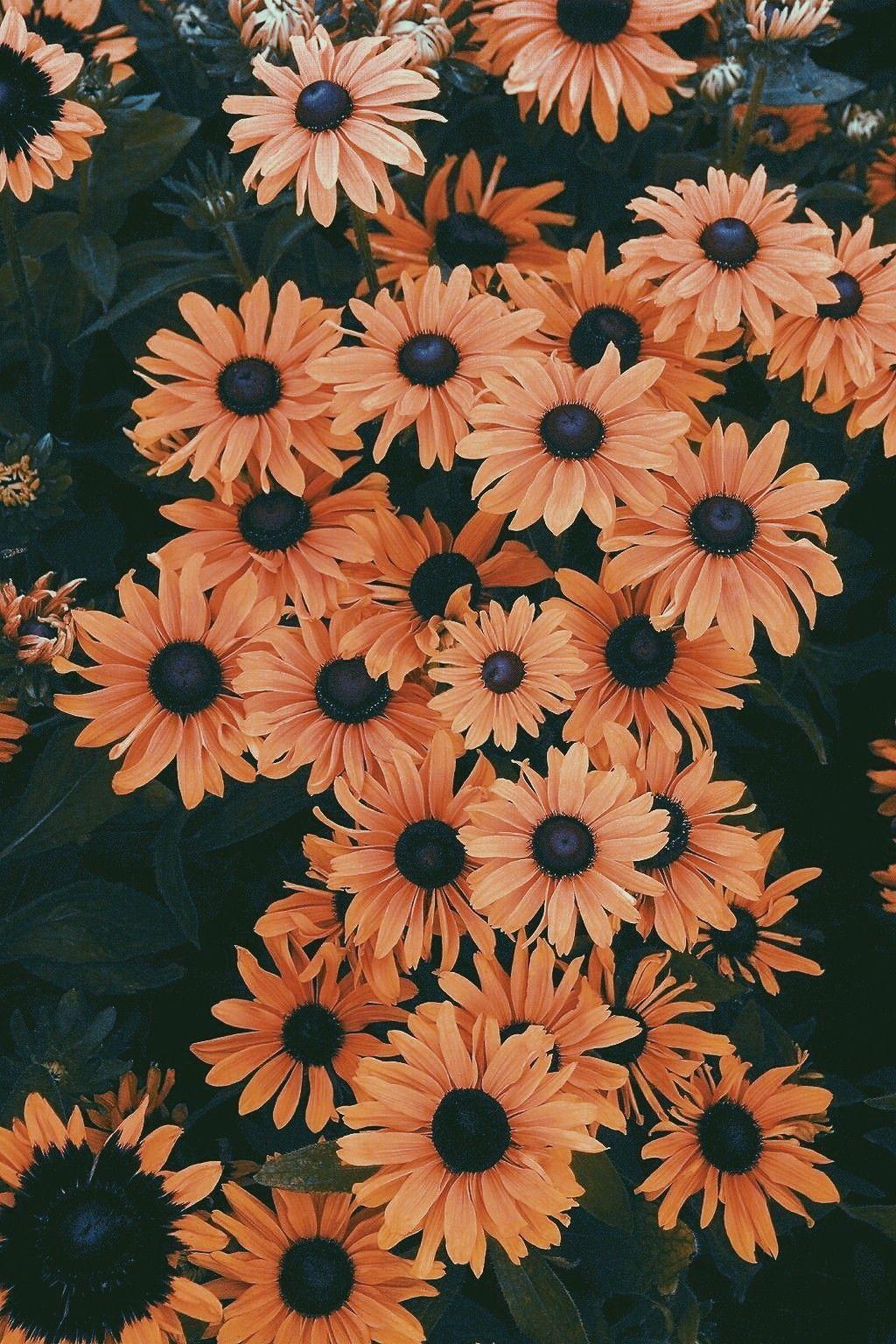Floral Wallpaper iPhone  PixelsTalkNet
