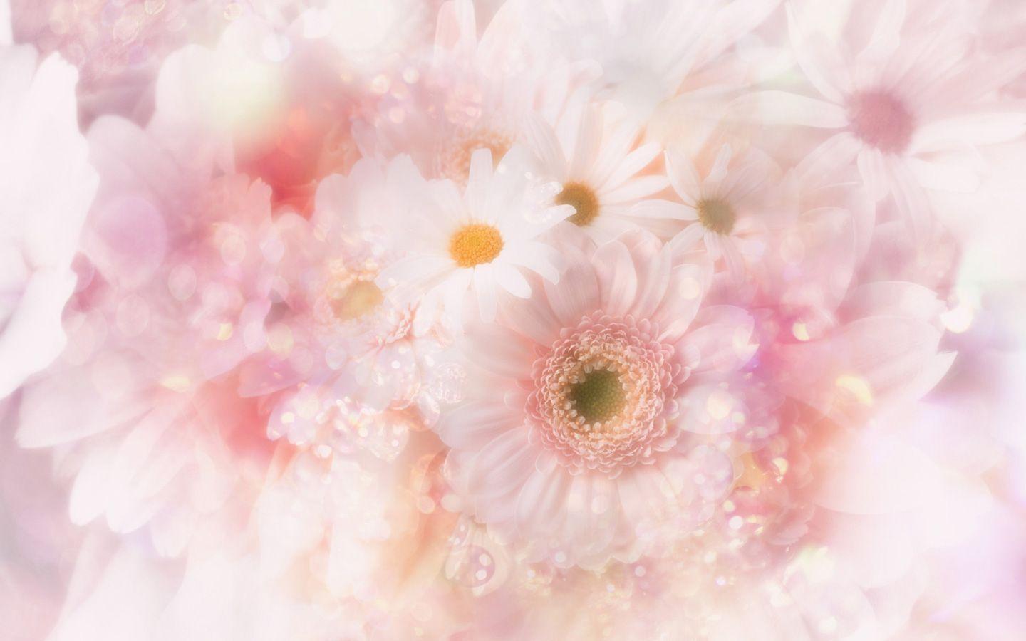 1440x900 Gerbera Daisy Wallpaper HD
