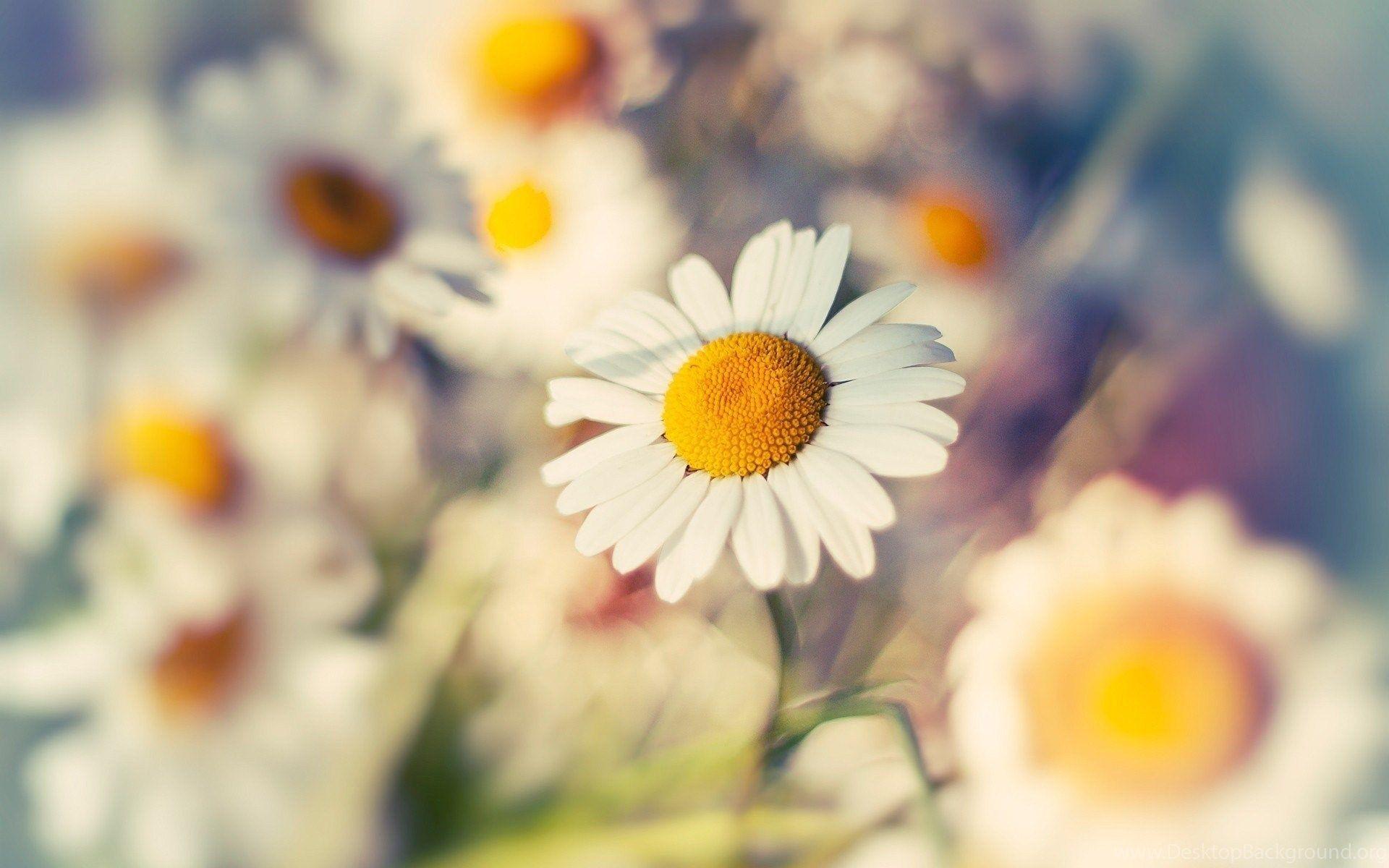 1920x1200 HD Vintage Daisy Flowers Wallpaper For Computer Full Size