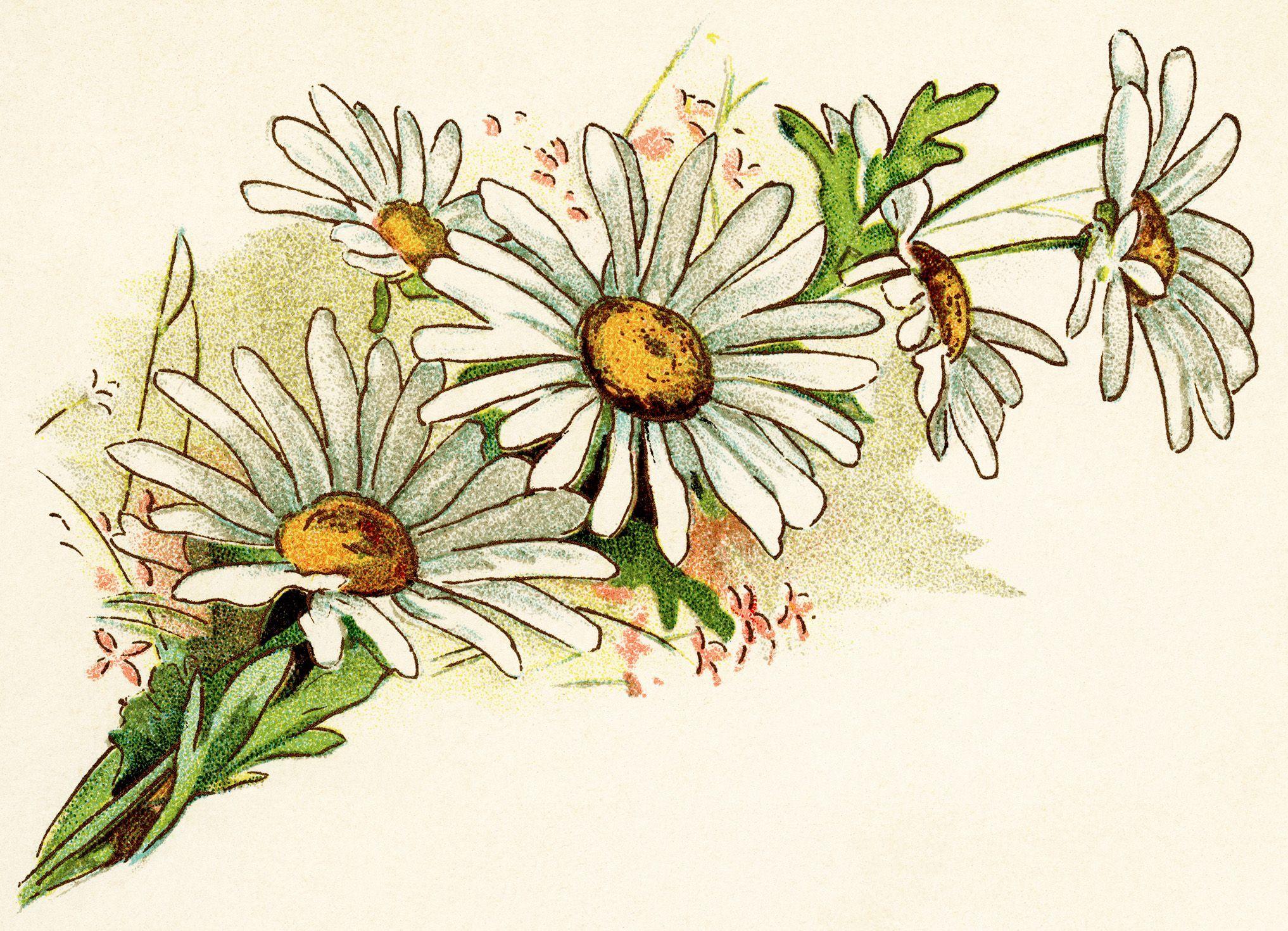 2034x1470 Free Vintage Image Cluster of Daisies. Vintage flower tattoo
