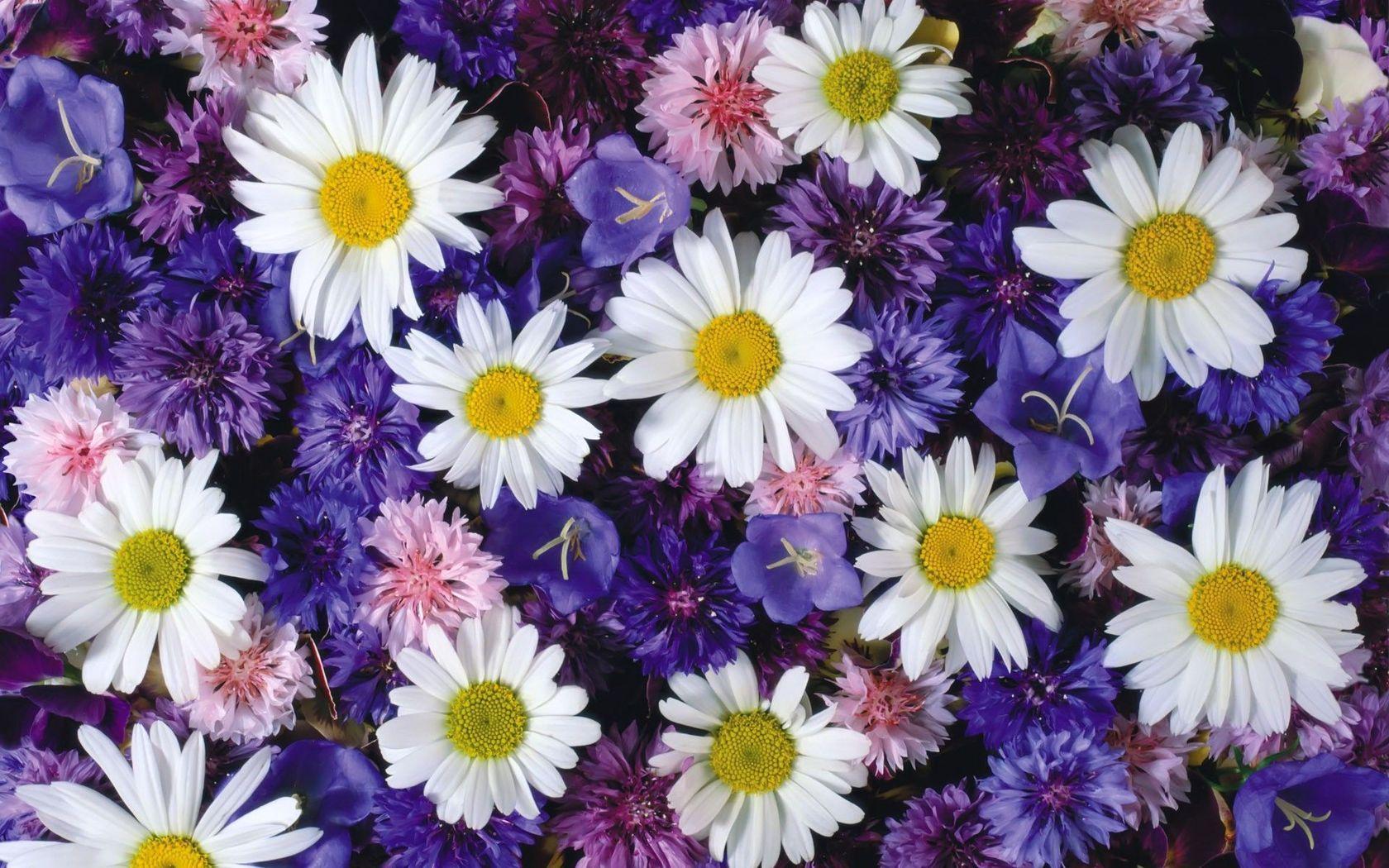 1680x1050 HDQ Beautiful Daisy Image & Wallpaper (Gallery Image: 45)