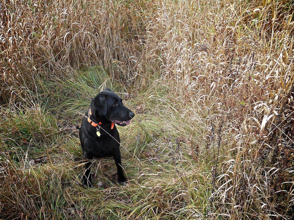 1024x768 On TheEdge: Pheasant Hunting With The Pups