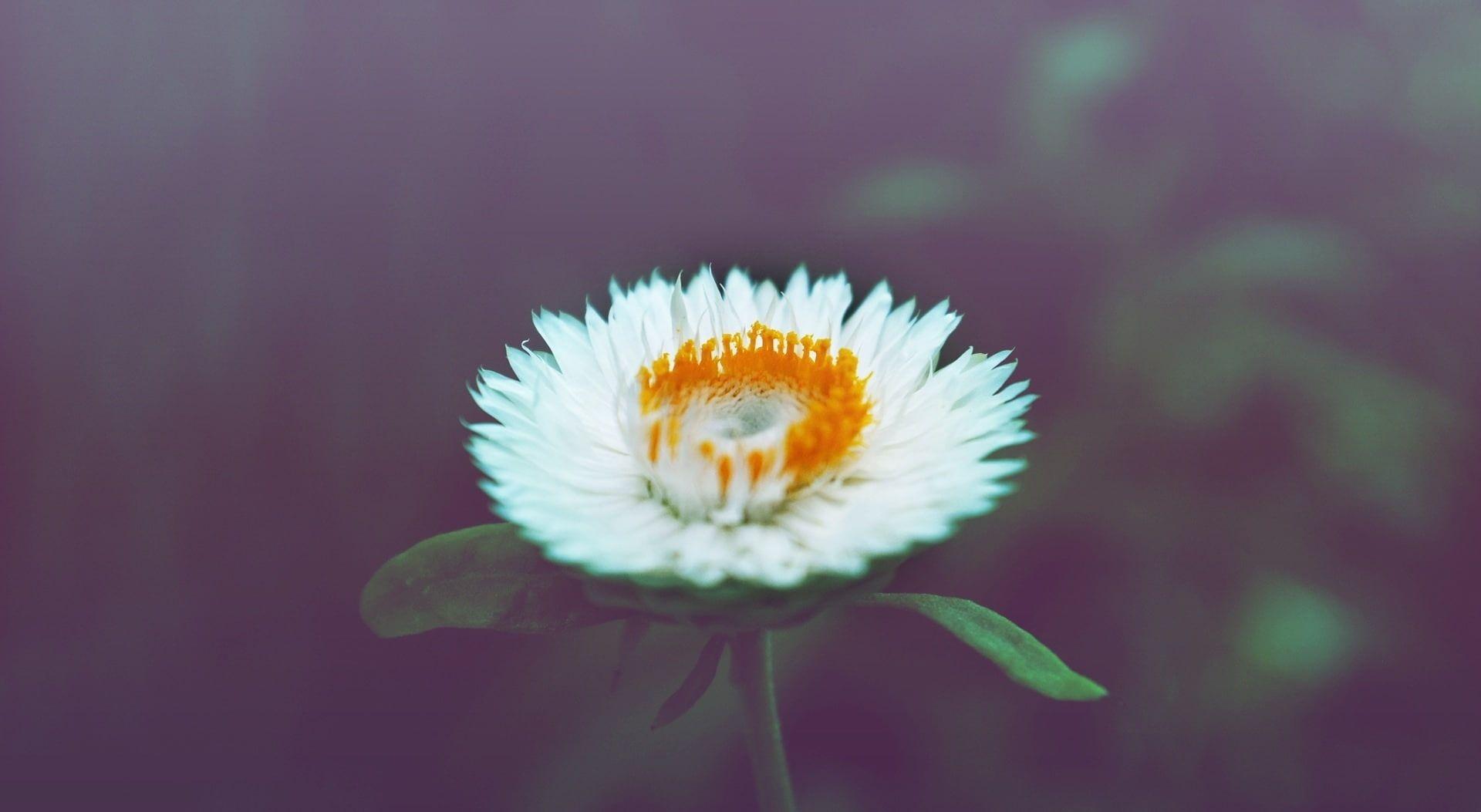 1920x1053 Cute Flower, white and orange strawflower, Vintage, Nature, Flower