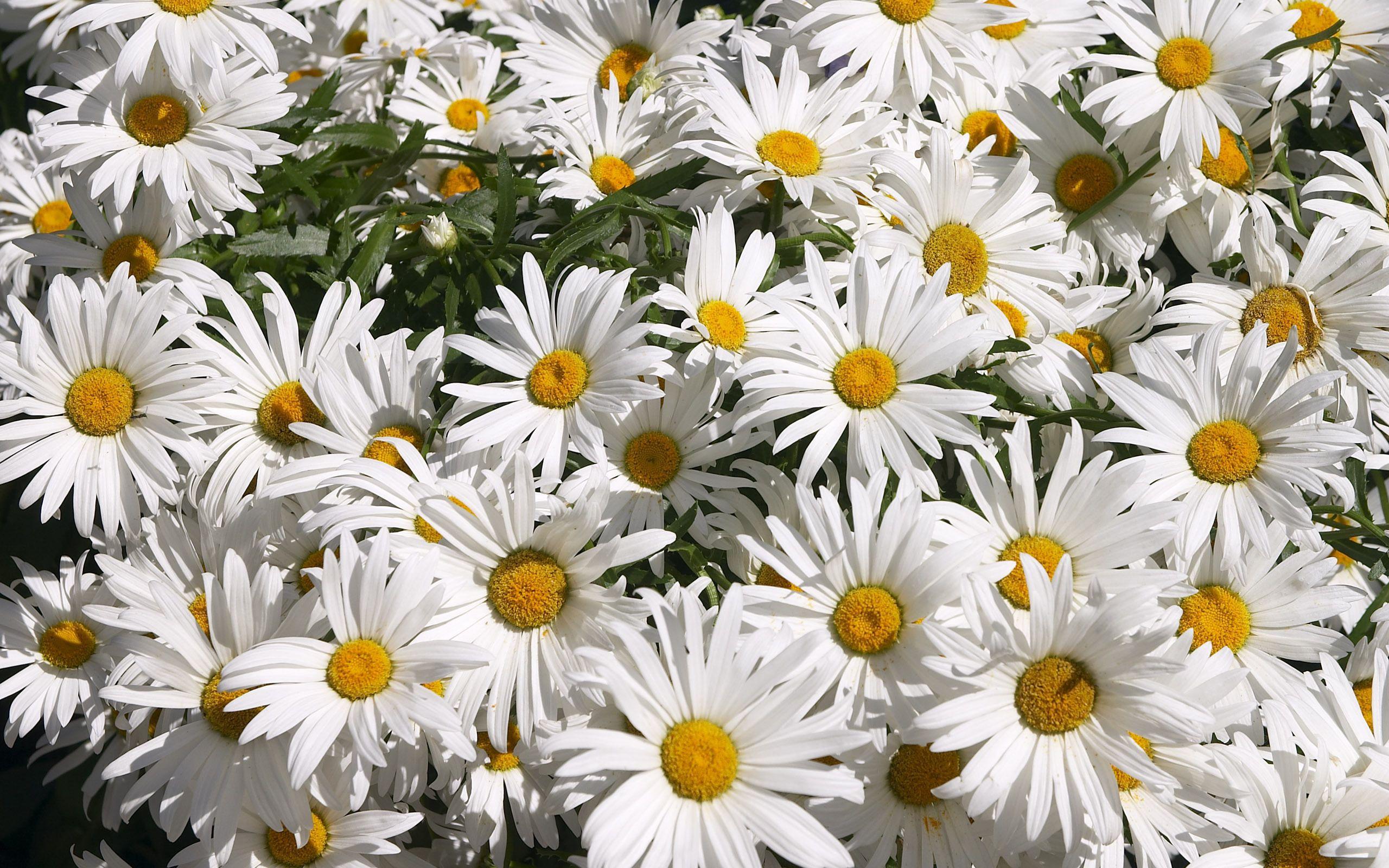 Cute Daisy Wallpapers - Top Free Cute Daisy Backgrounds - WallpaperAccess