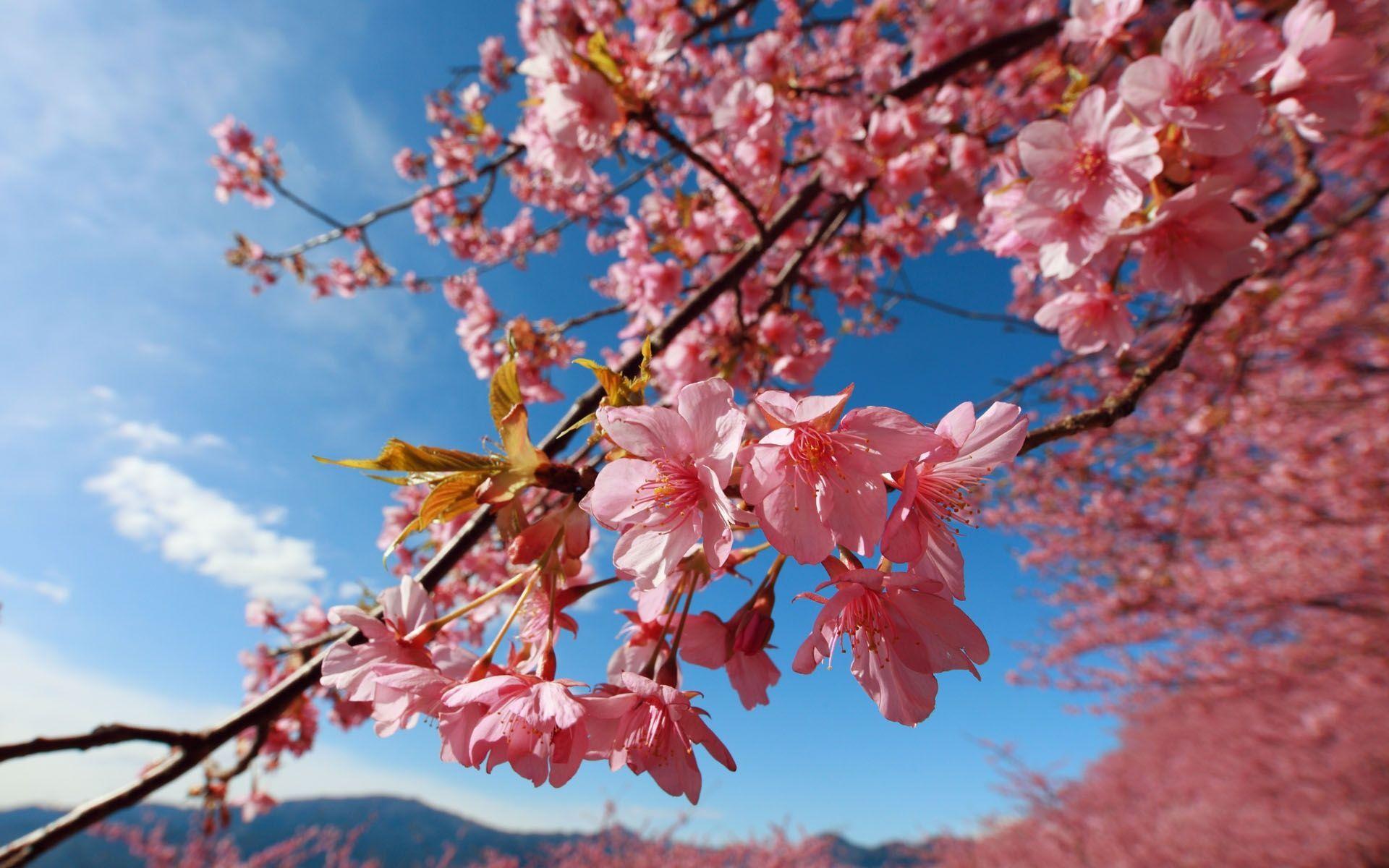 Cherry Blossom Festival Wallpapers - Top Free Cherry Blossom Festival
