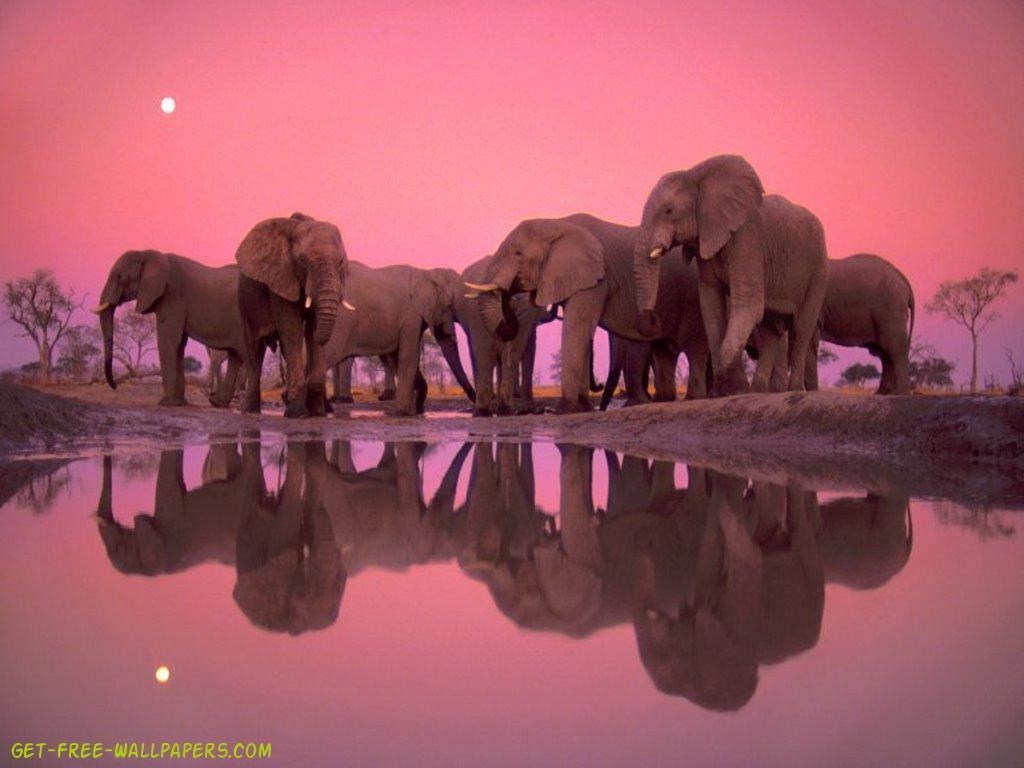 Pink Background Elephant gambar ke 5