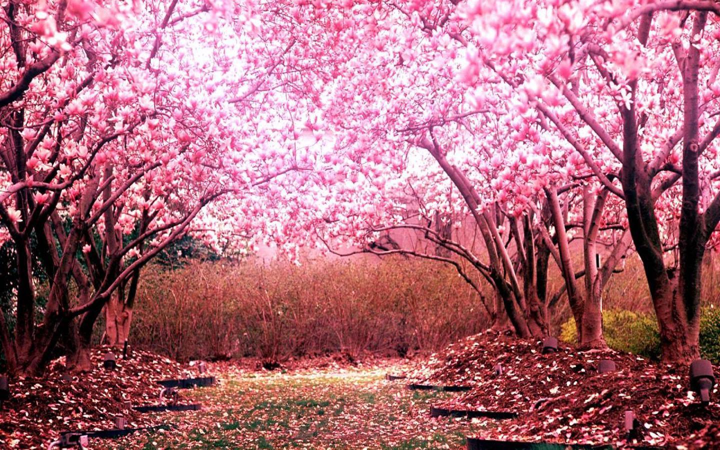 1440x900 Sakura Wallpaper (24)