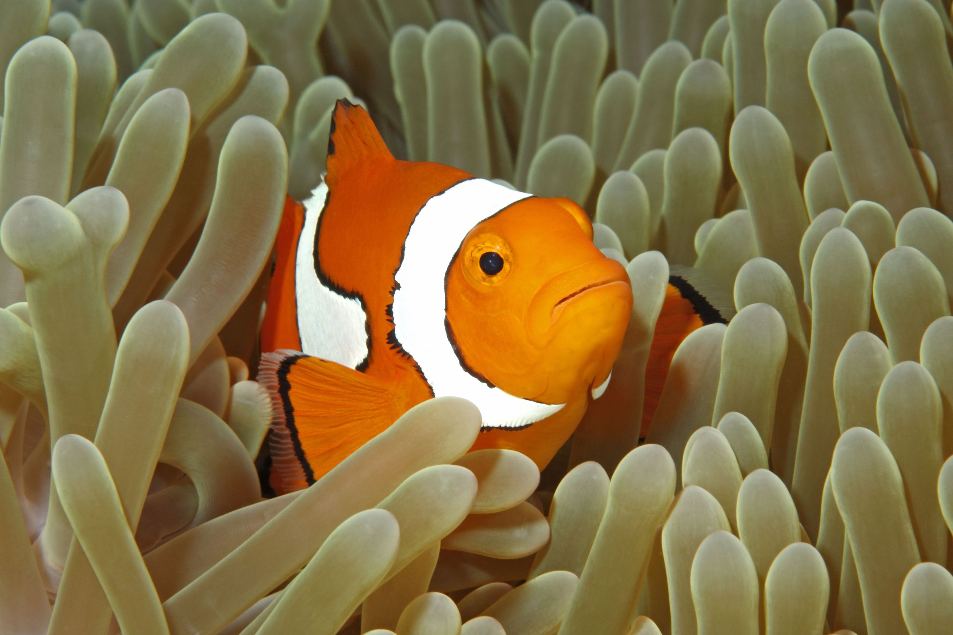 3200x2133 Clown Fish and Sea Anemone Wall Mural
