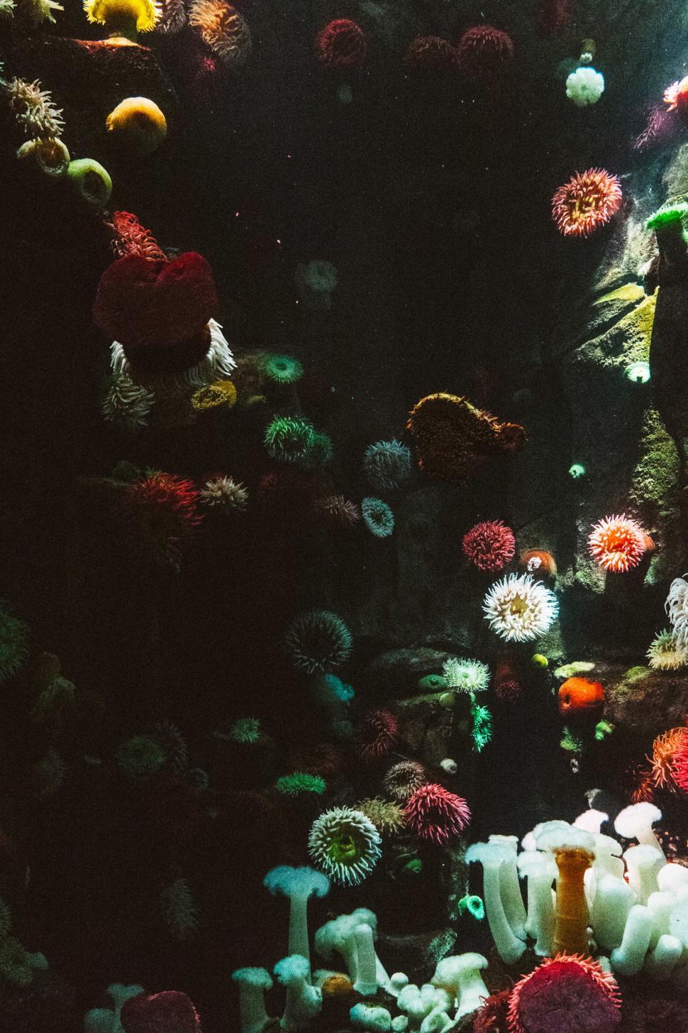 970x1455 Free of Sea anemone. Download Free Image and Free Illustrations