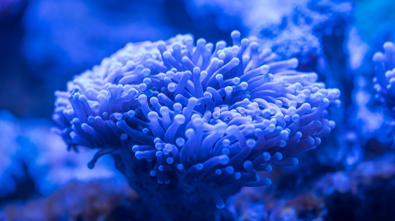 1260x706 Blue Sea Anemone · Free