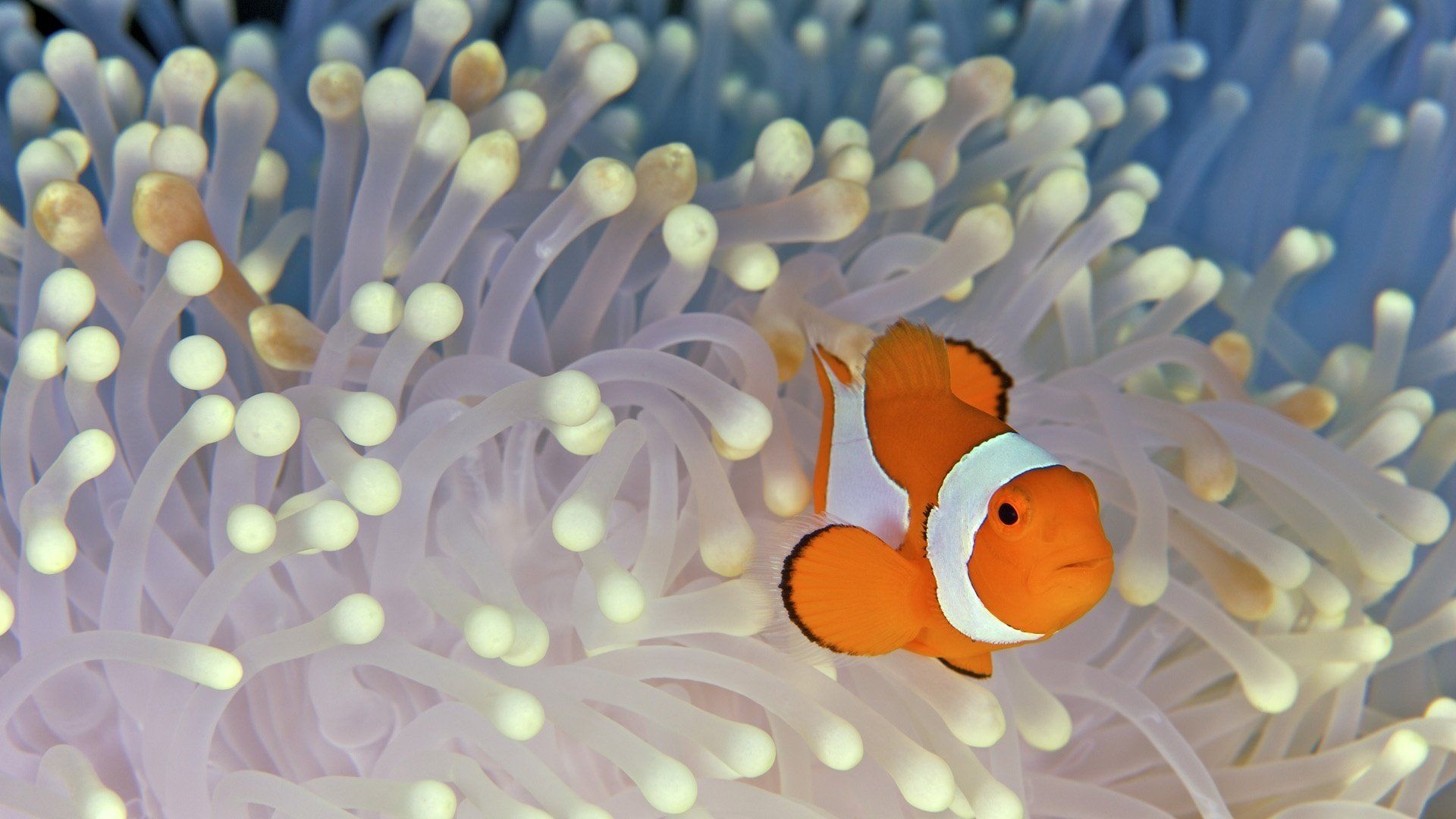 1920x1080 Vibrant Clownfish Among Pastel Sea Anemones