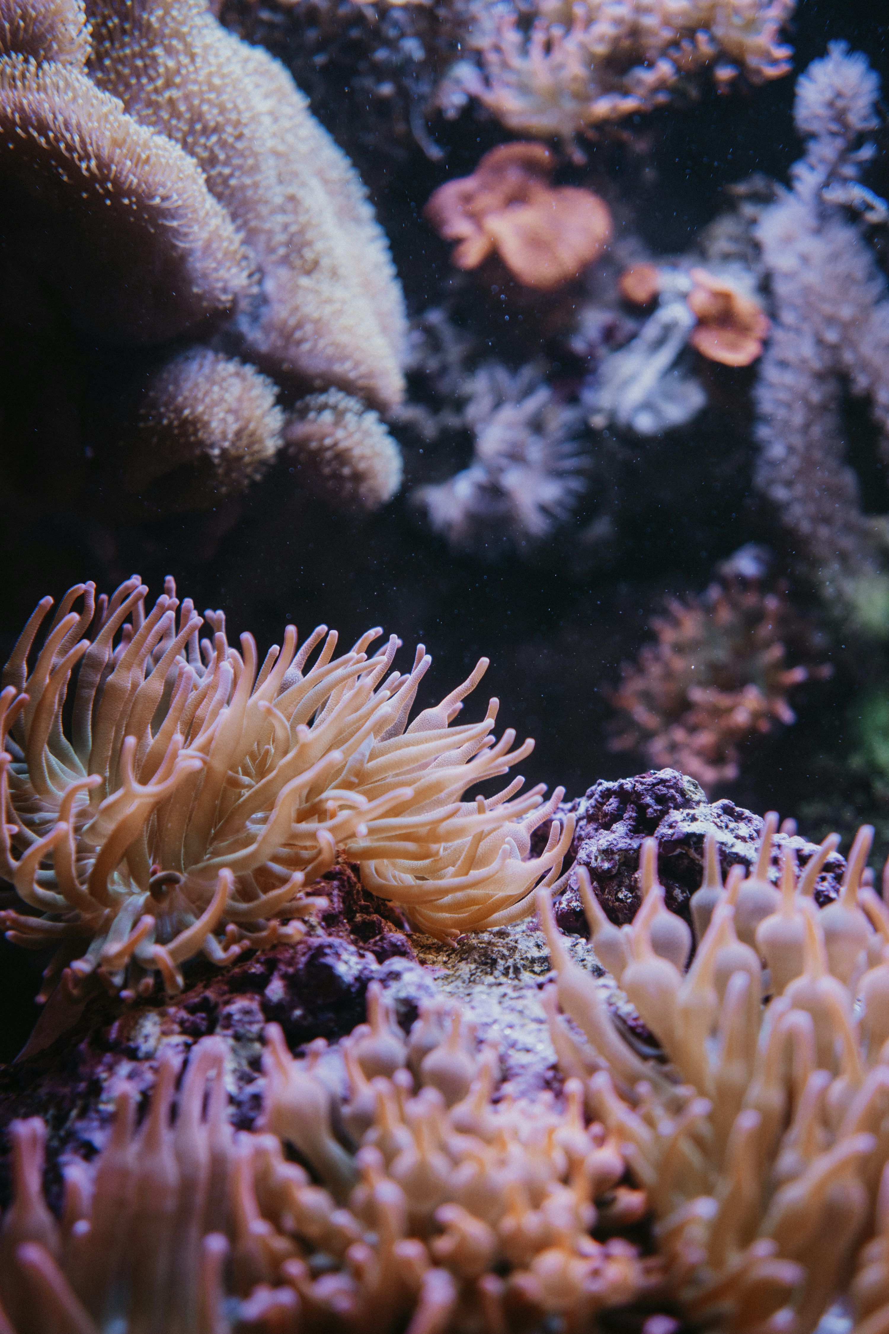 3000x4500 Anemone and sea anemones in an aquarium photo