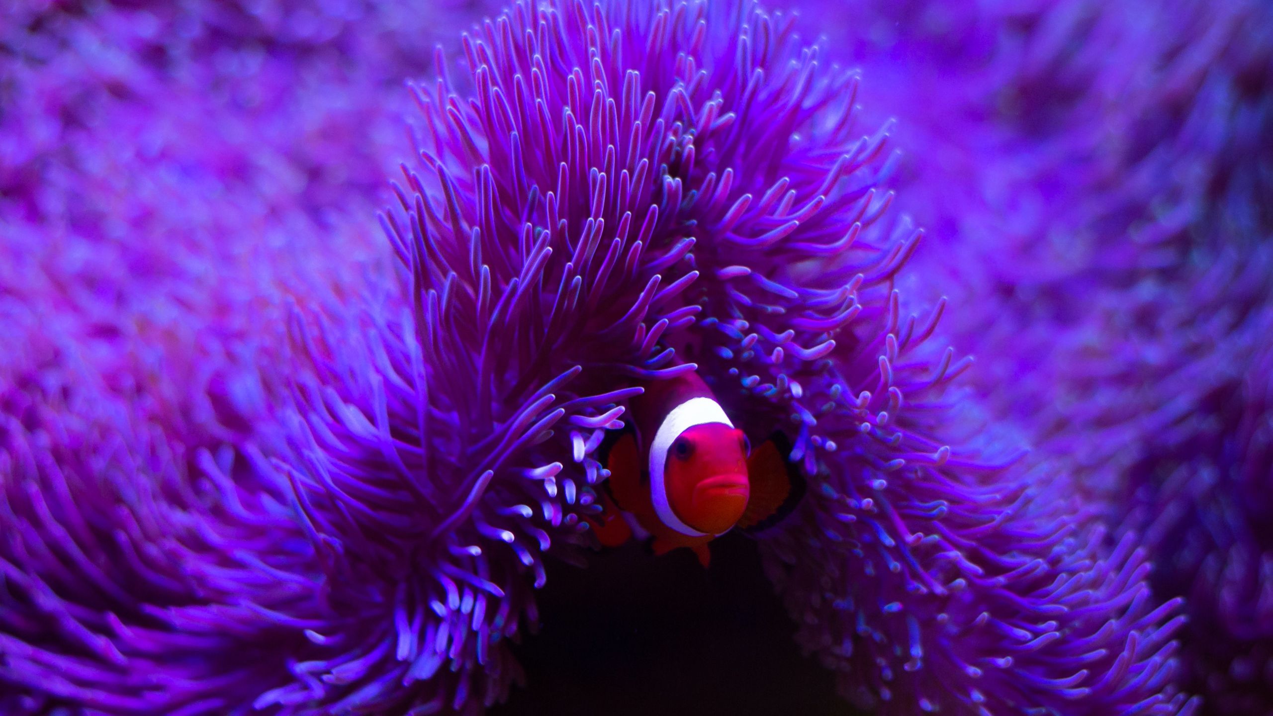 2560x1440 The red sea anemone and the clown fish